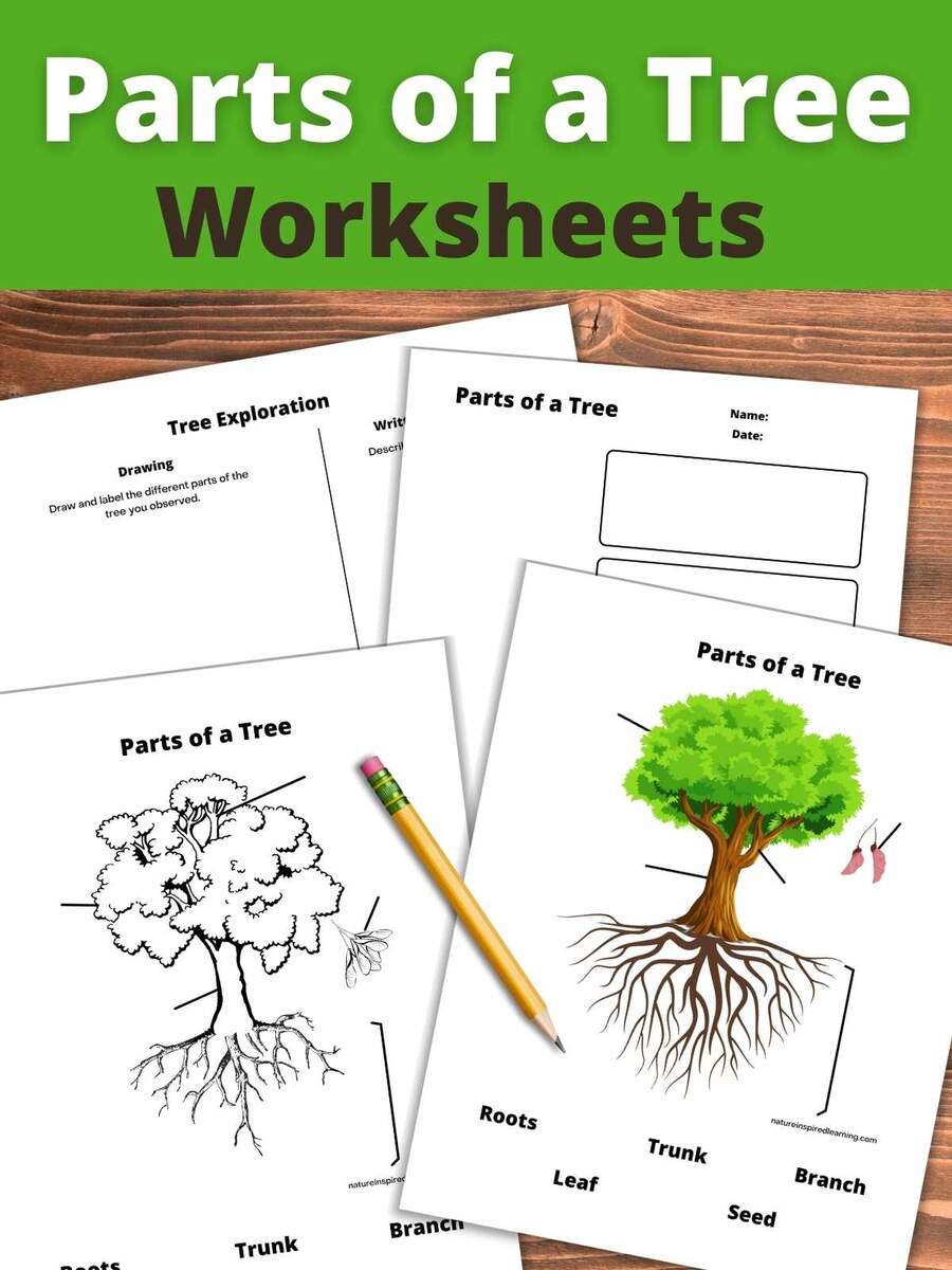 Parts Of A Tree Worksheets Nature Inspired Learning