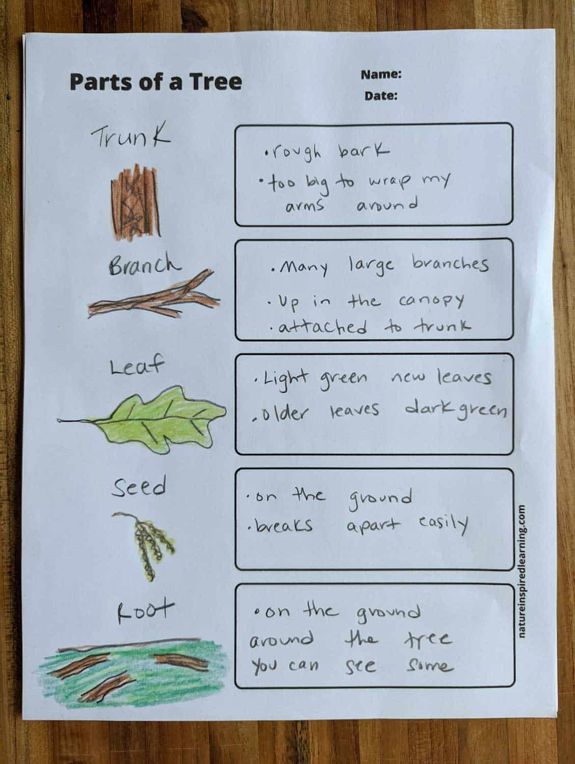Parts Of A Tree Worksheets Nature Inspired Learning Printable Build A Tree Pages Learn The Parts To A Tree As You Put One Together Cut And Paste Tree Craft Etsy Canada