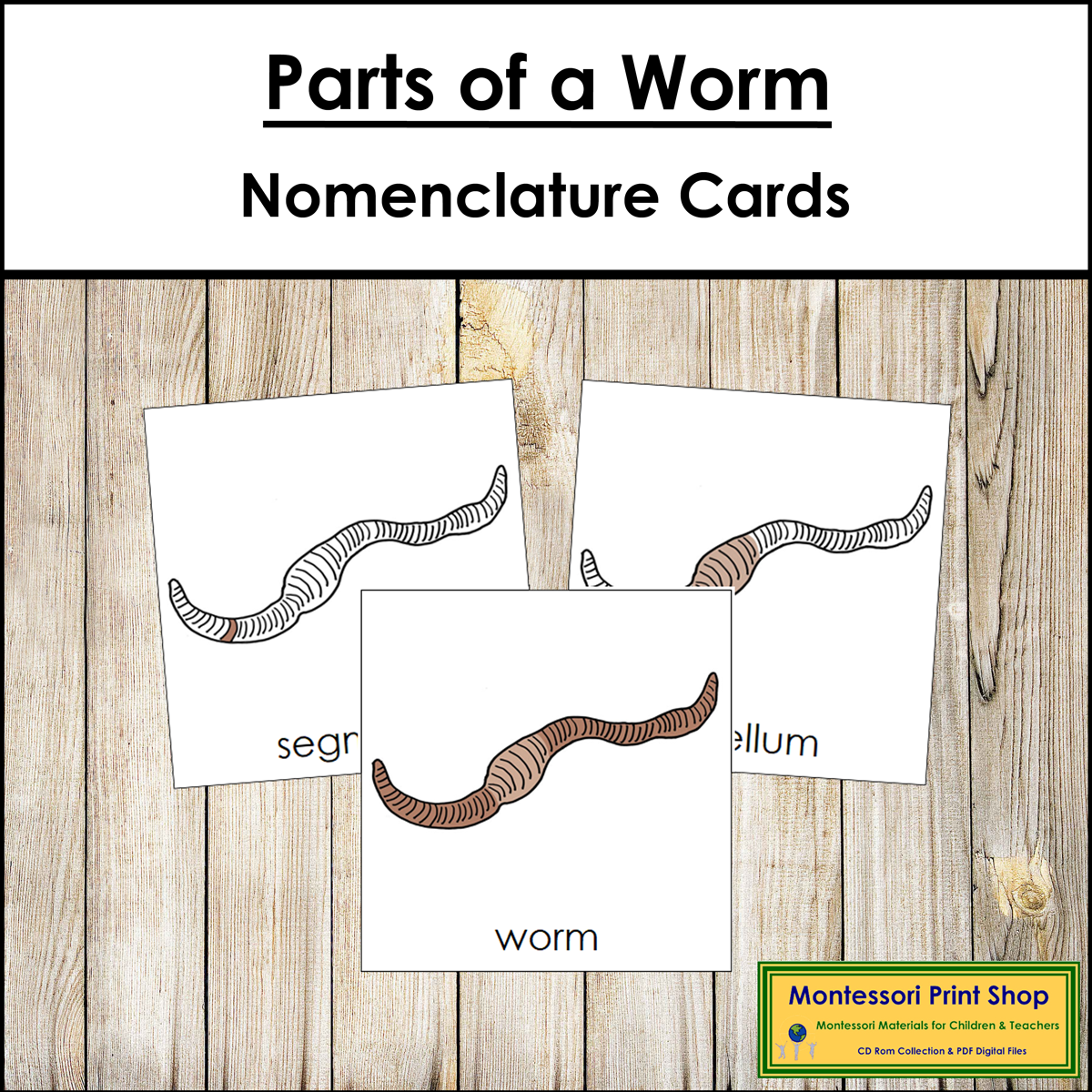 Parts Of A Worm 3 Part Cards Montessori Nomenclature Made By Teachers