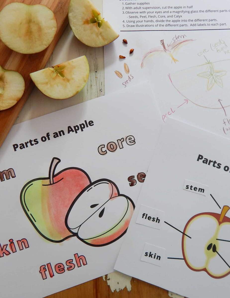 Parts Of An Apple With Free Printables Parts Of An Apple With Free Printables