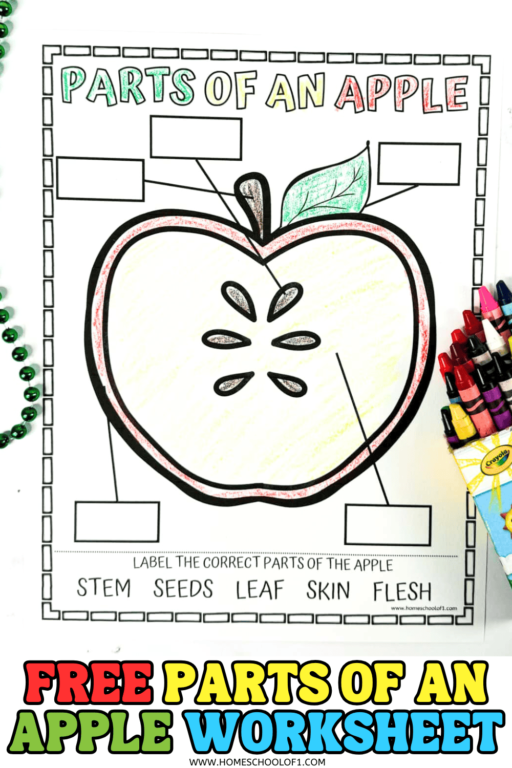 Parts Of An Apple Worksheet For Preschool And Kindergarten Parts Of An Apple Worksheet For Preschool And Kindergarten