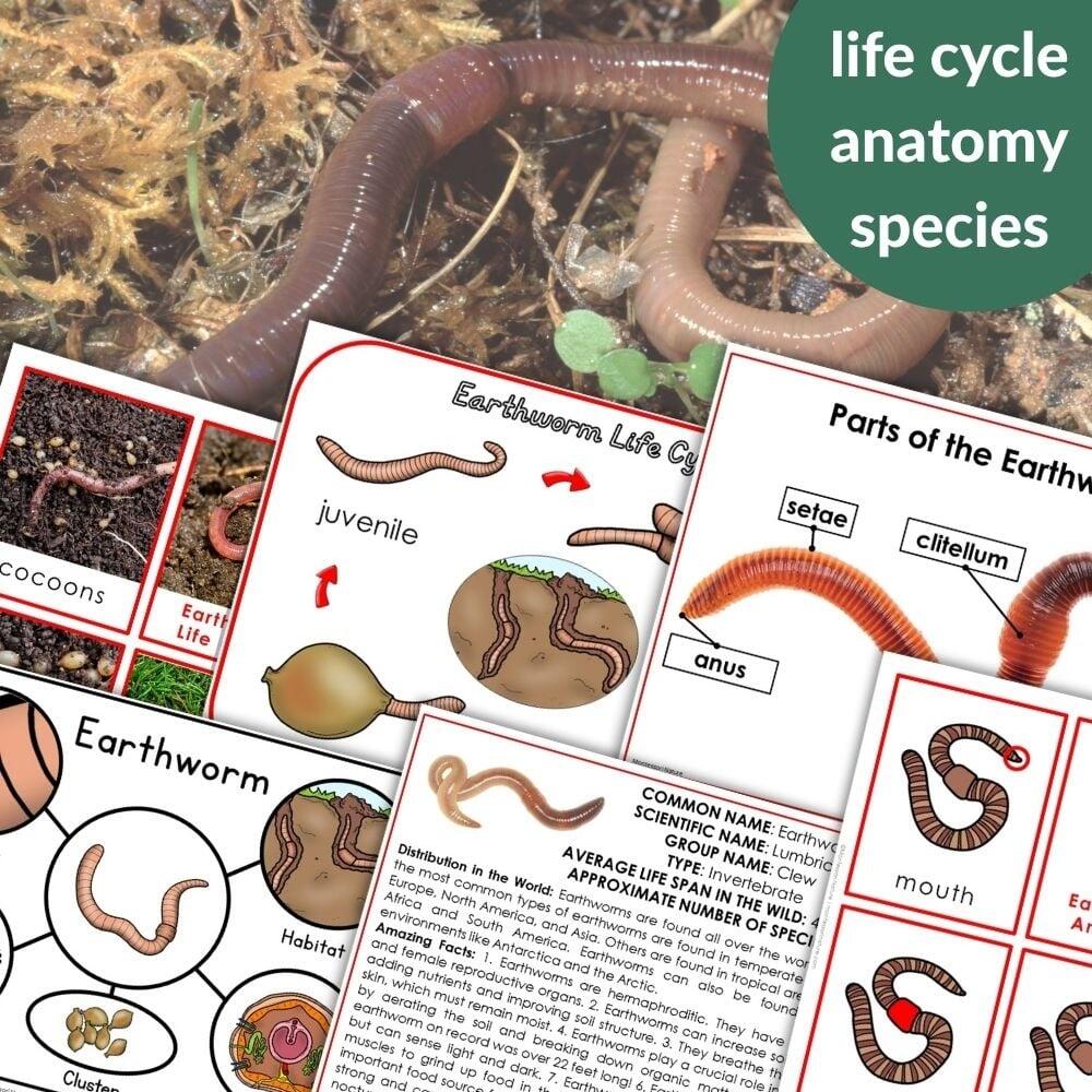 Parts Of An Earthworm Life Cycle Activities Montessori Nature Parts Of An Earthworm Life Cycle Activities Montessori Nature