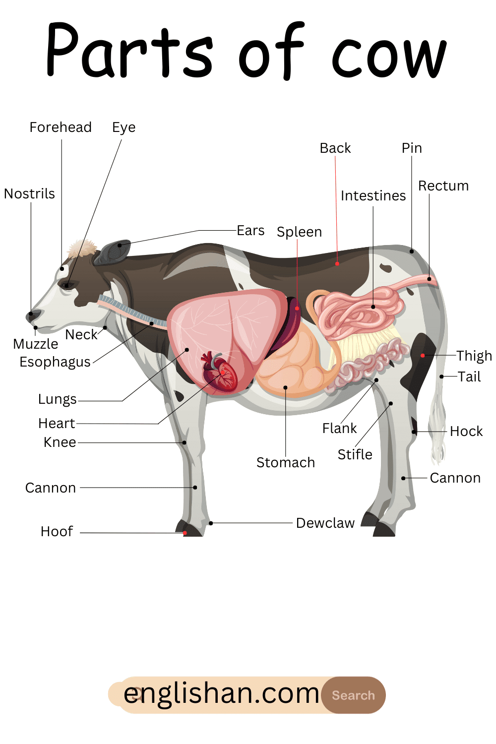 Parts Of Cow Names In English Englishan