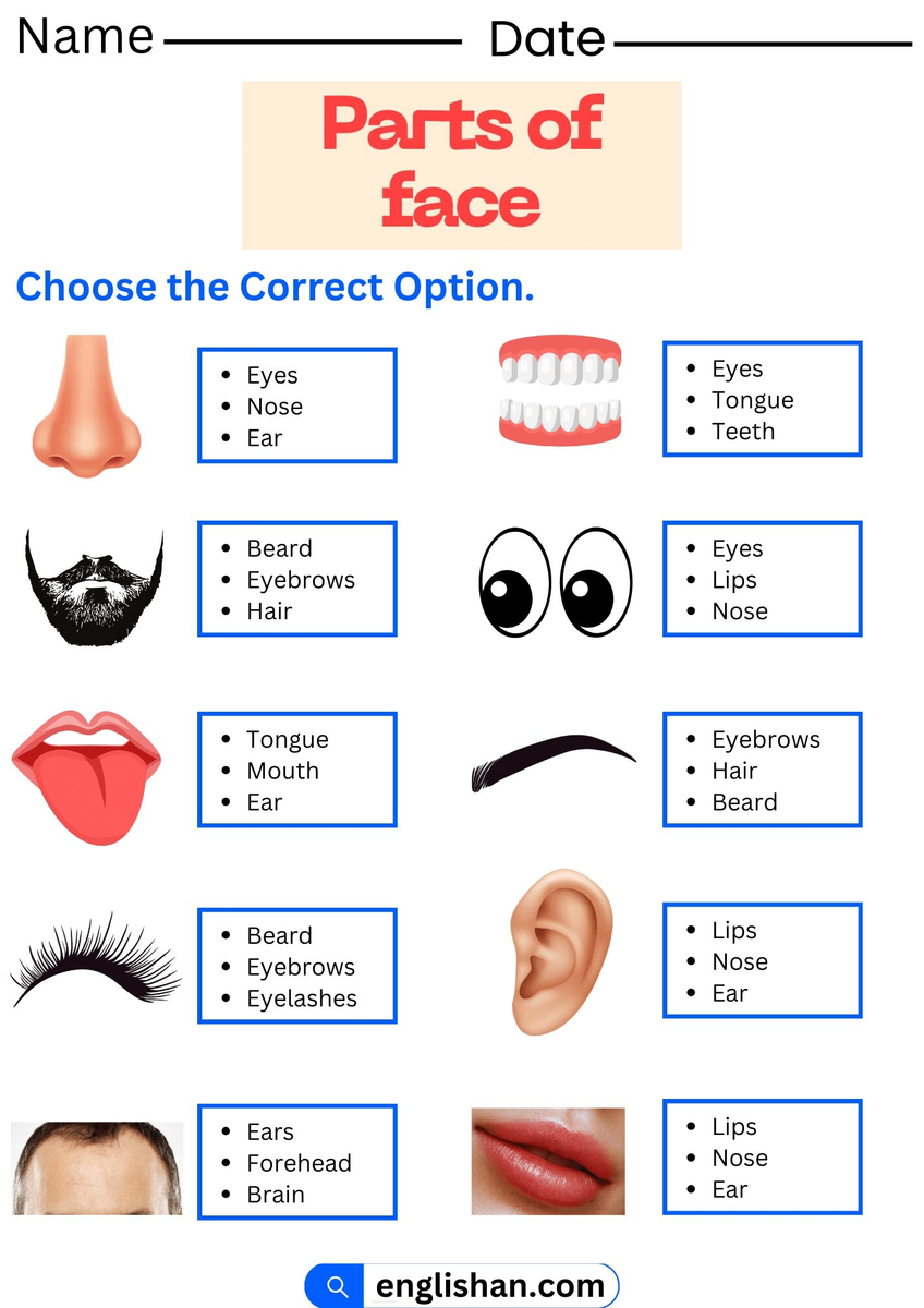 Parts Of Face Worksheet And Exercises With Answers Parts Of Face Worksheet And Exercises With Answers