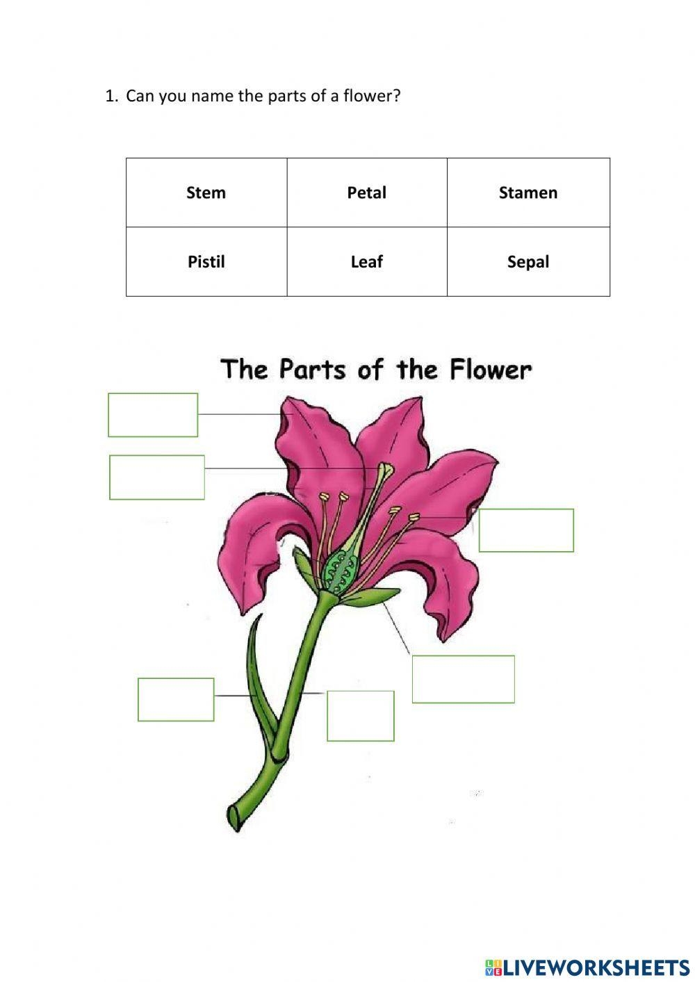 Parts Of Flower Activity For Grade 4 Worksheets Library