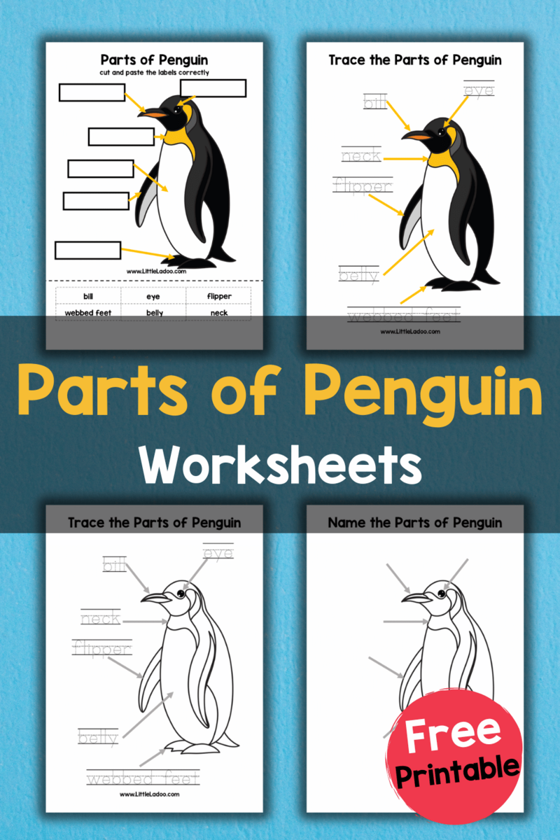 Parts Of Penguin Worksheets Free Printable