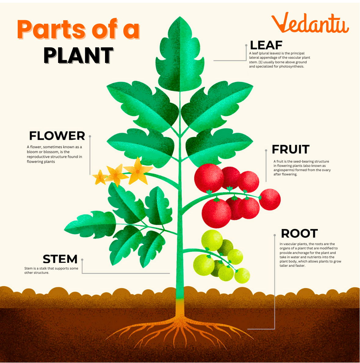 Angiosperms Or Flowering Plants Definition Examples Life Cycle