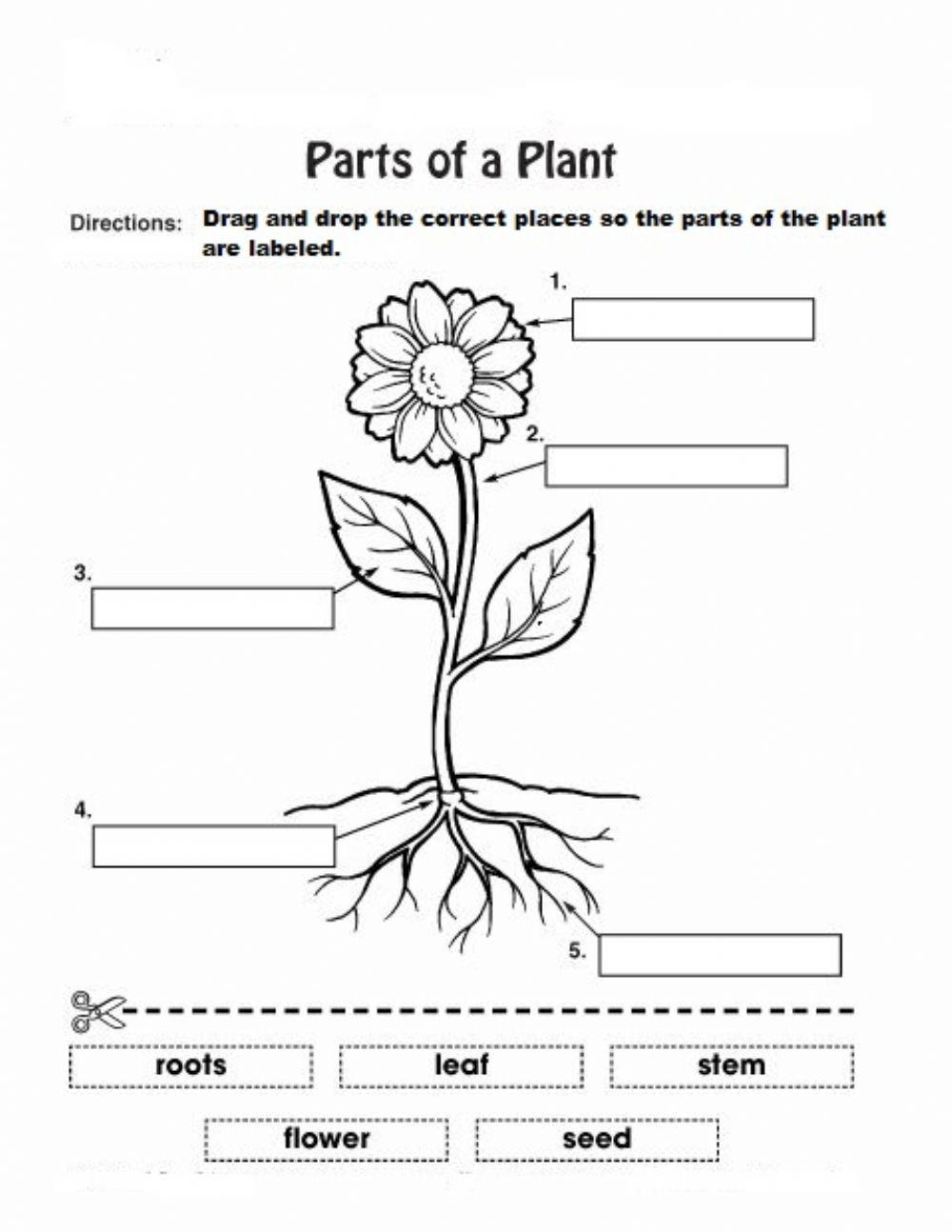 Parts Of Plants Worksheets Library