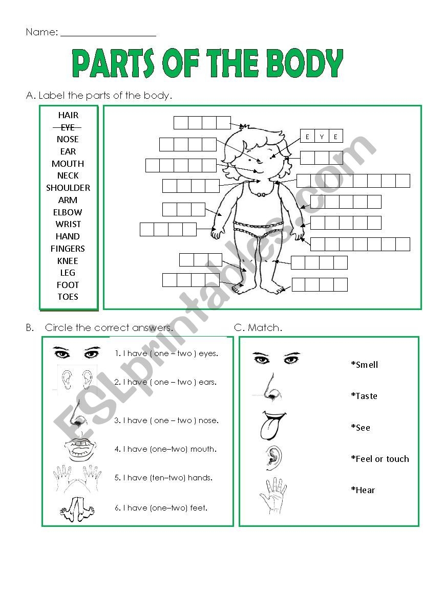 Customize 82 Body Parts Worksheets Templates Online Canva