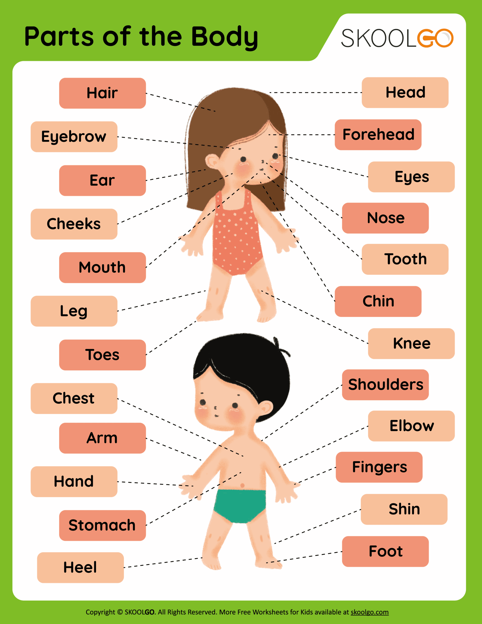 Body Parts Worksheet For Kids Royalty Free Vector VectorStock