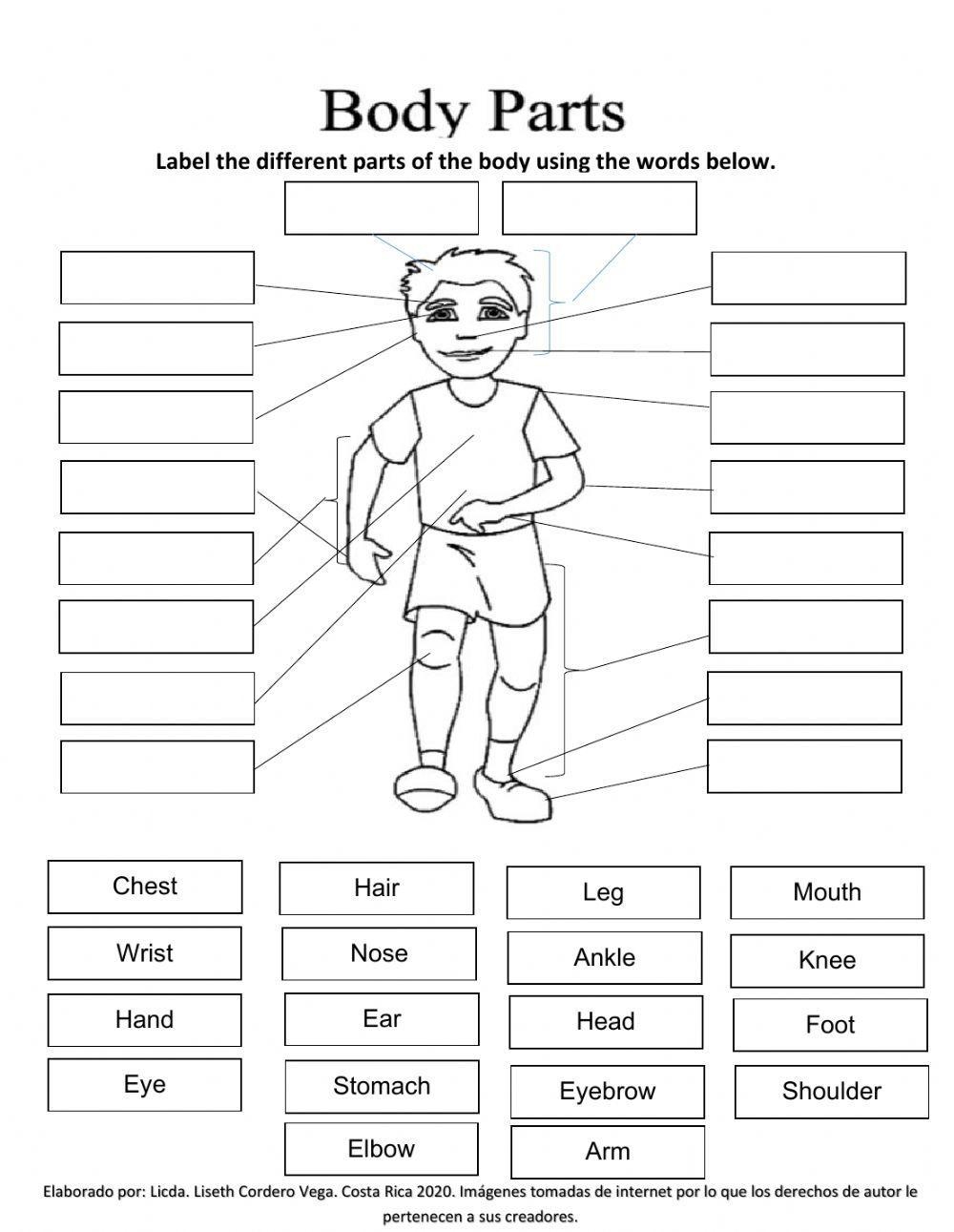 Parts Of The Body Worksheet For Grade 1 Total Marks 40 Worksheets Library