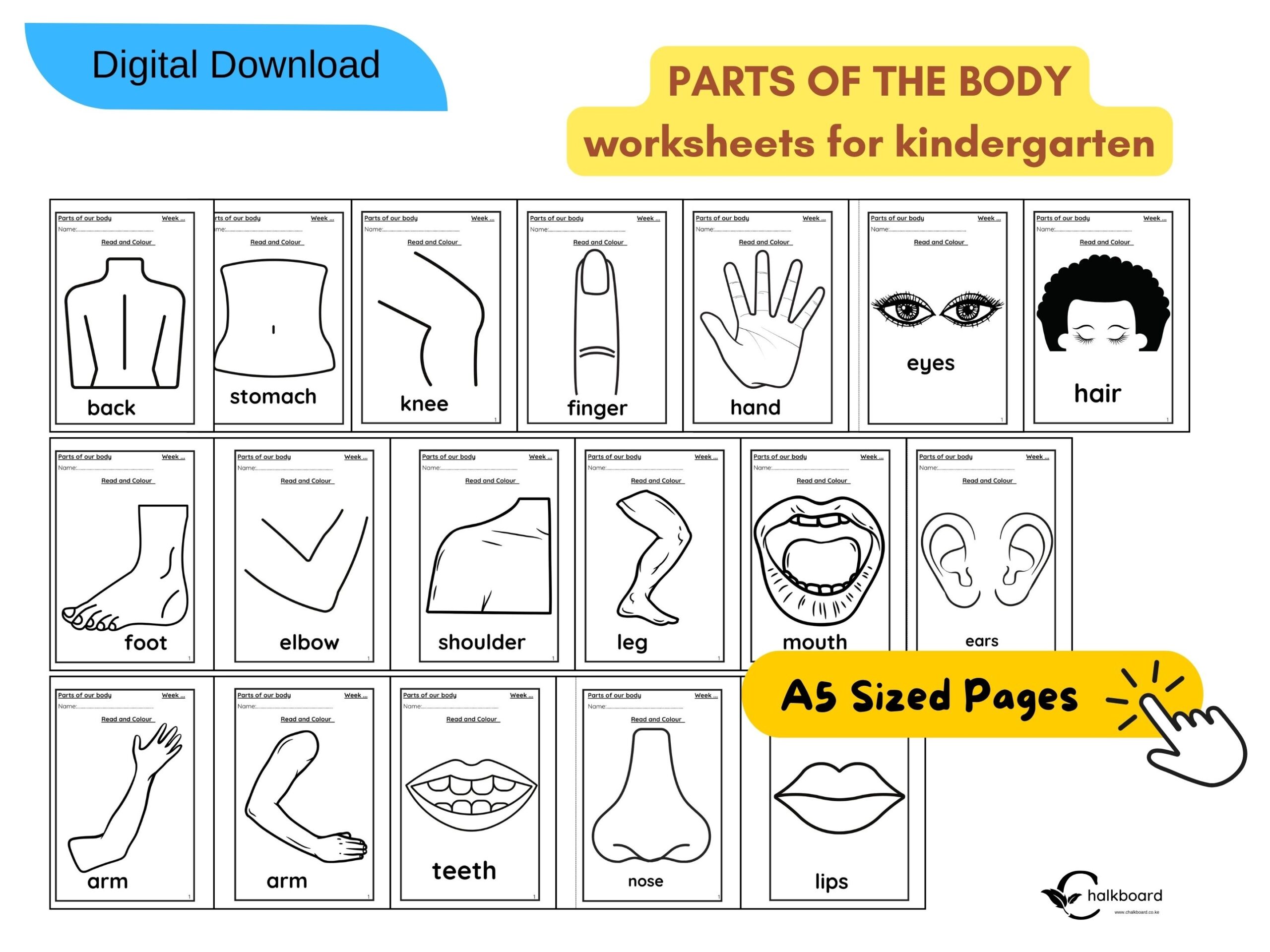 Parts Of The Body Worksheets For Kids Chalkboard Parts Of The Body Worksheets For Kids Chalkboard