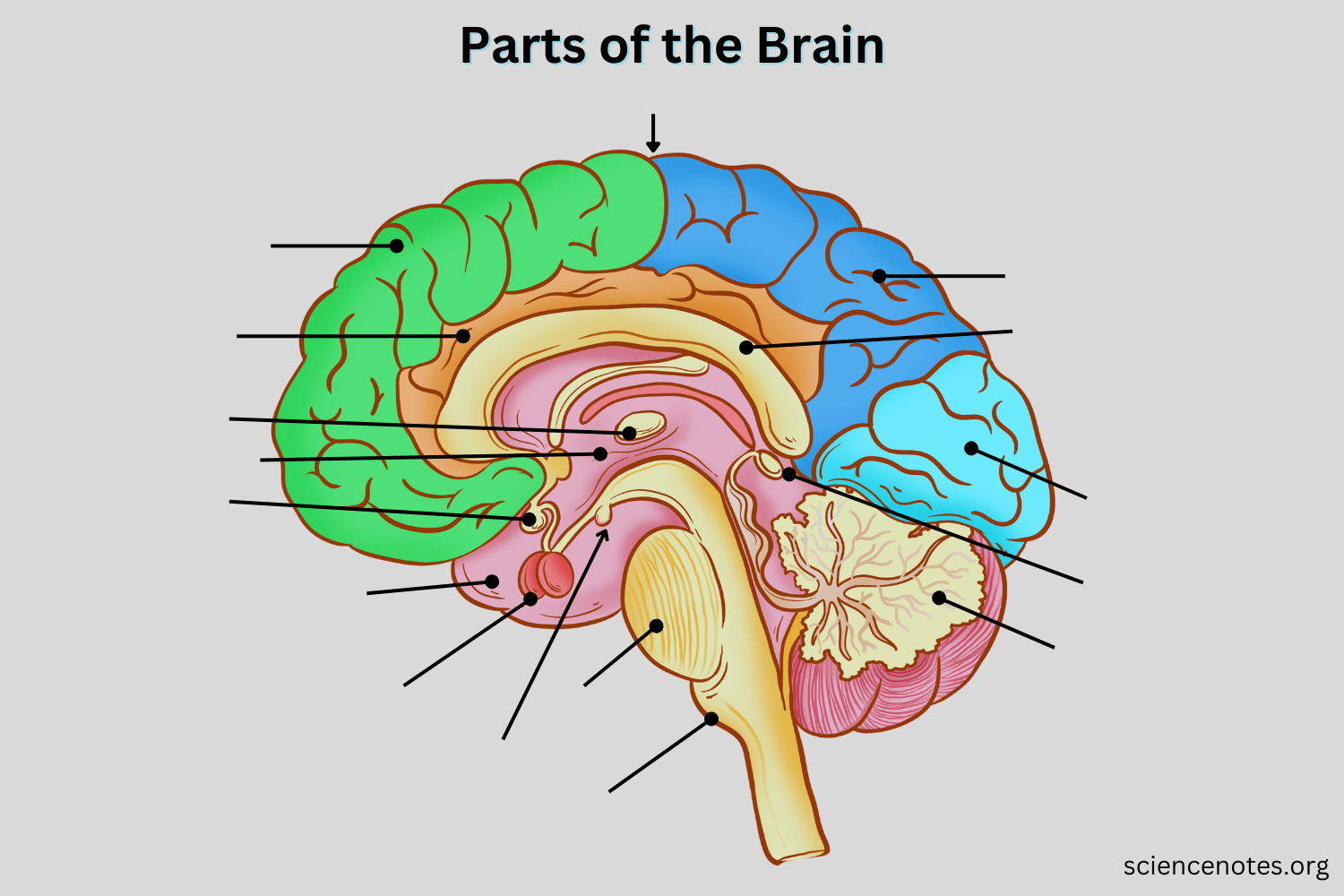 Parts Of The Brain And Their Functions