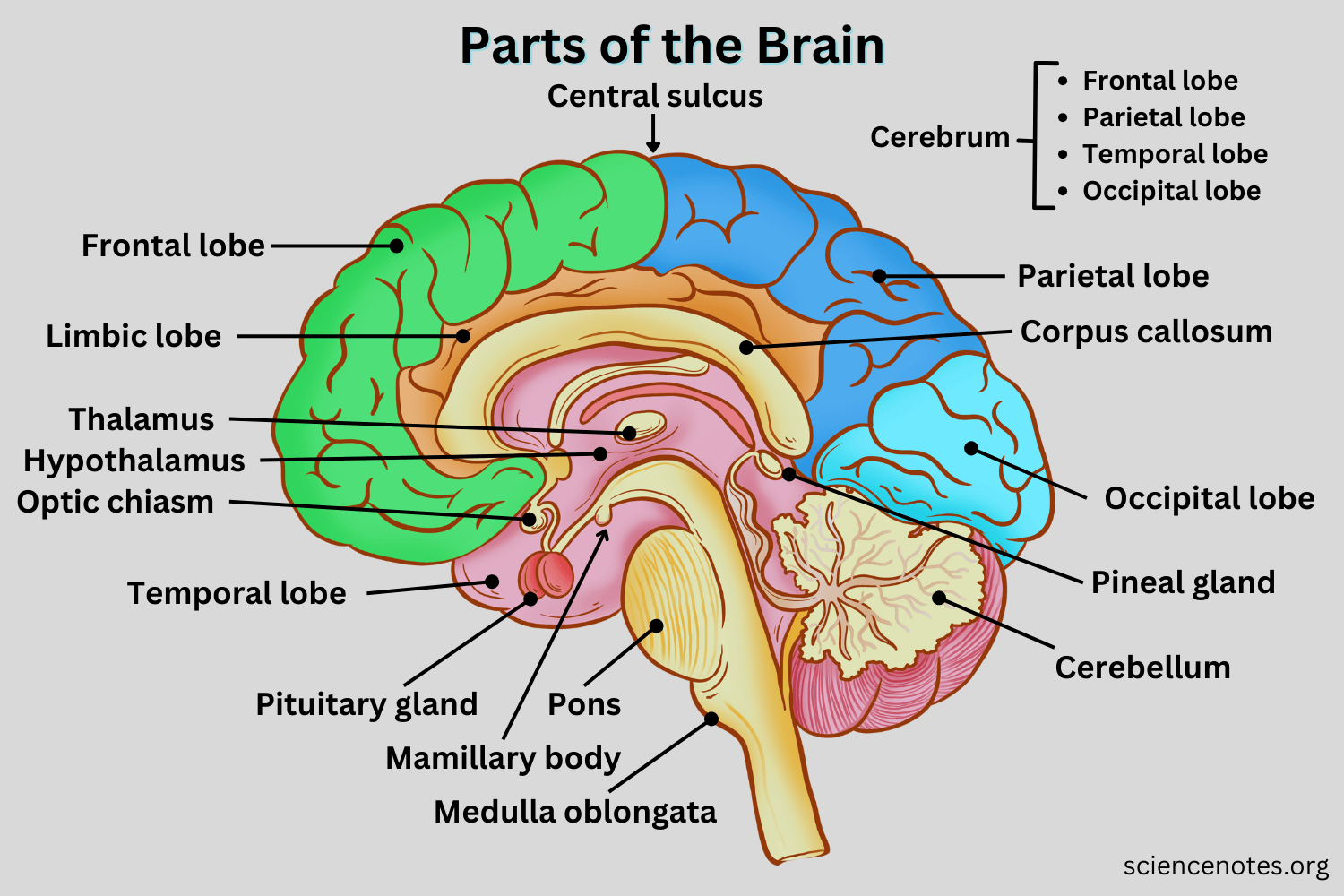 Parts Of The Brain And Their Functions Worksheets Library Parts Of The Brain And Their Functions Worksheets Library