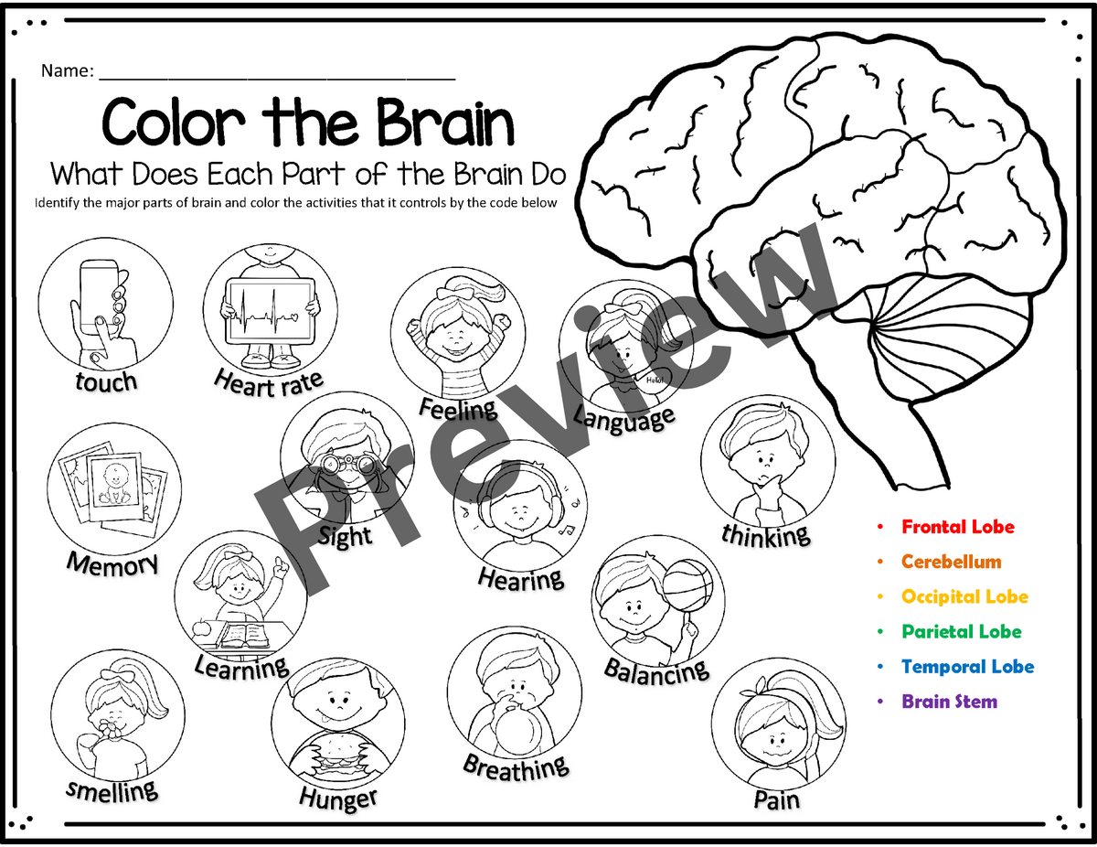 Parts Of The Brain Human Brain Human Body Systems And Organs Brain Anatomy Made By Teachers