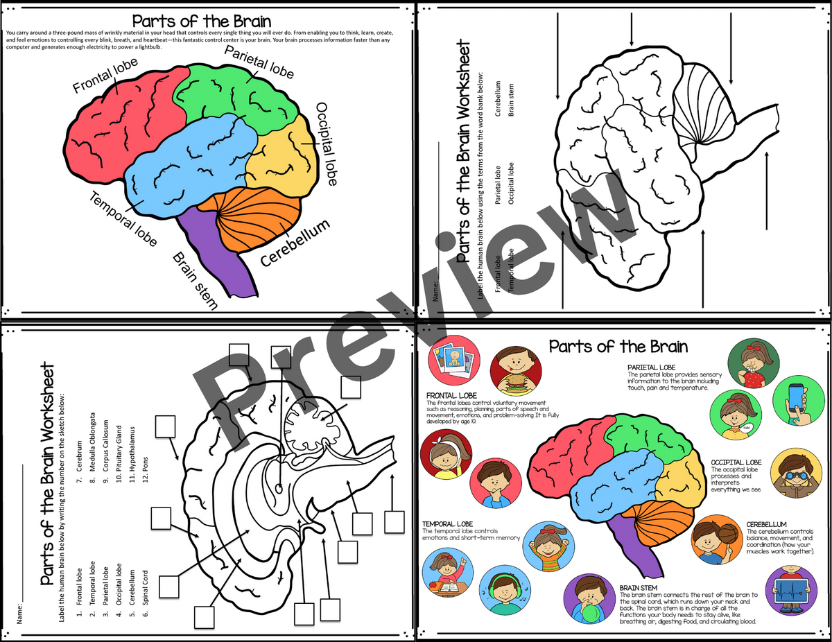 Parts Of The Brain Human Brain Human Body Systems And Organs Brain Anatomy Made By Teachers