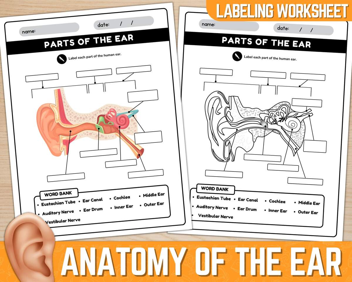 Parts Of The Ear Diagram Worksheet Anatomy Of The Ear Ear Anatomy Labeling Worksheet Instant Download Printable PDF Etsy