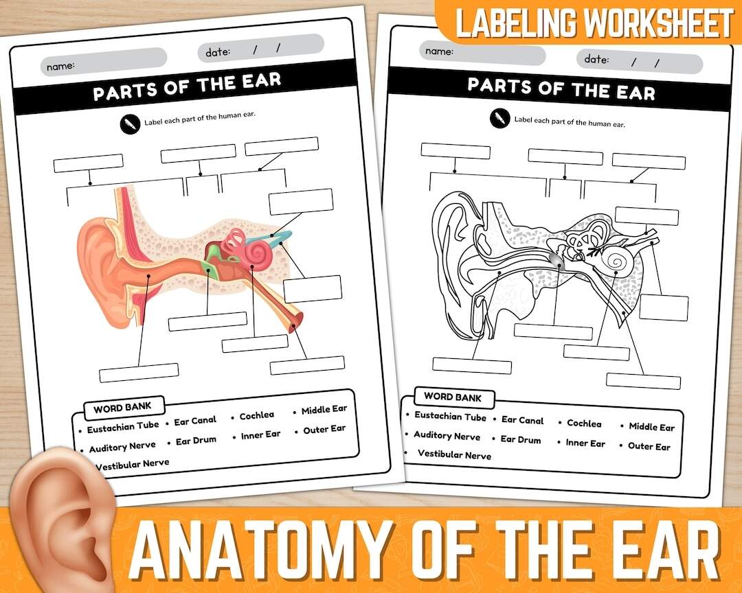 Parts Of The Ear Diagram Worksheet Anatomy Of The Ear Ear Anatomy Labeling Worksheet Instant Download Printable PDF Etsy