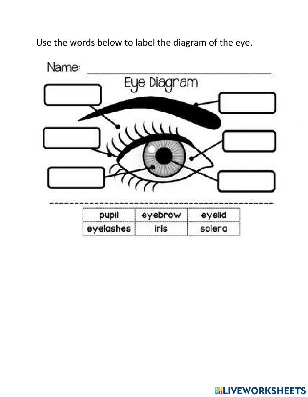 Parts Of The Eye Online Worksheet Worksheets Library Diagram Of The Eye