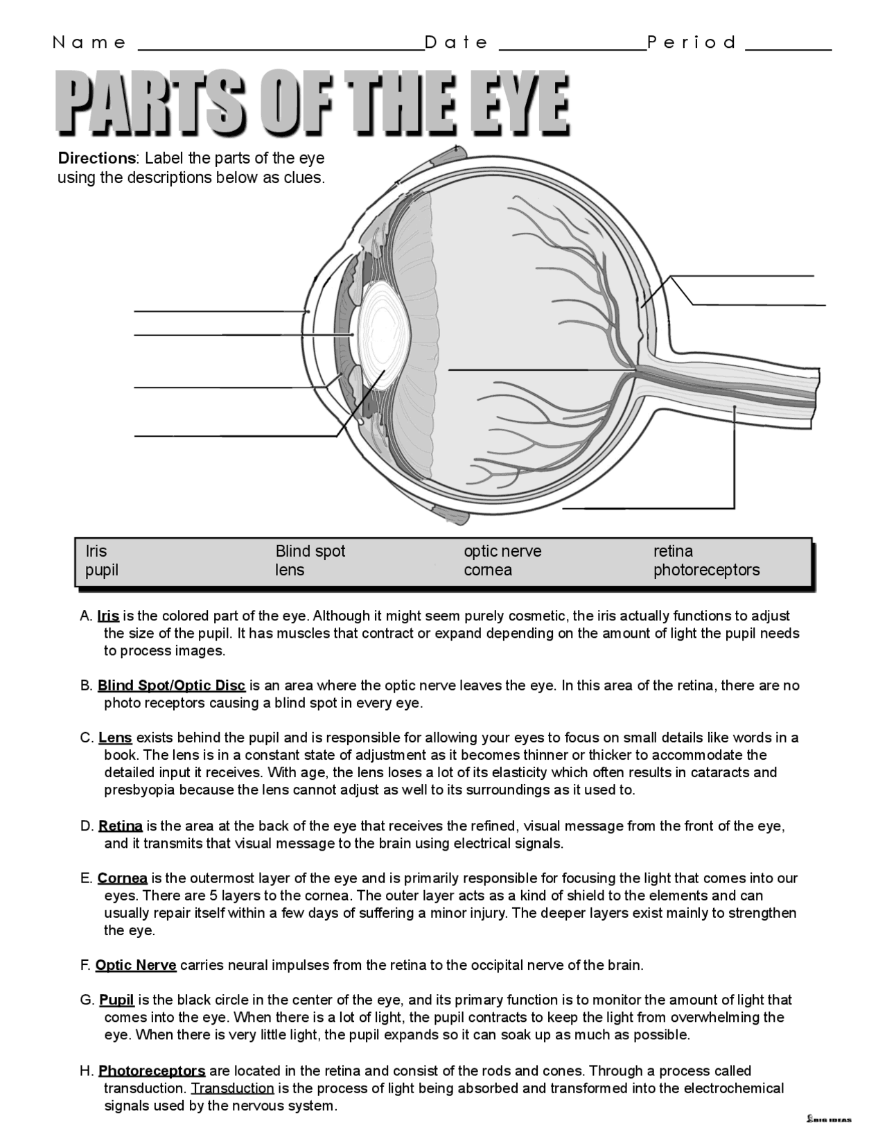 Parts Of The Eye Summaries Anatomy Docsity Parts Of The Eye Summaries Anatomy Docsity