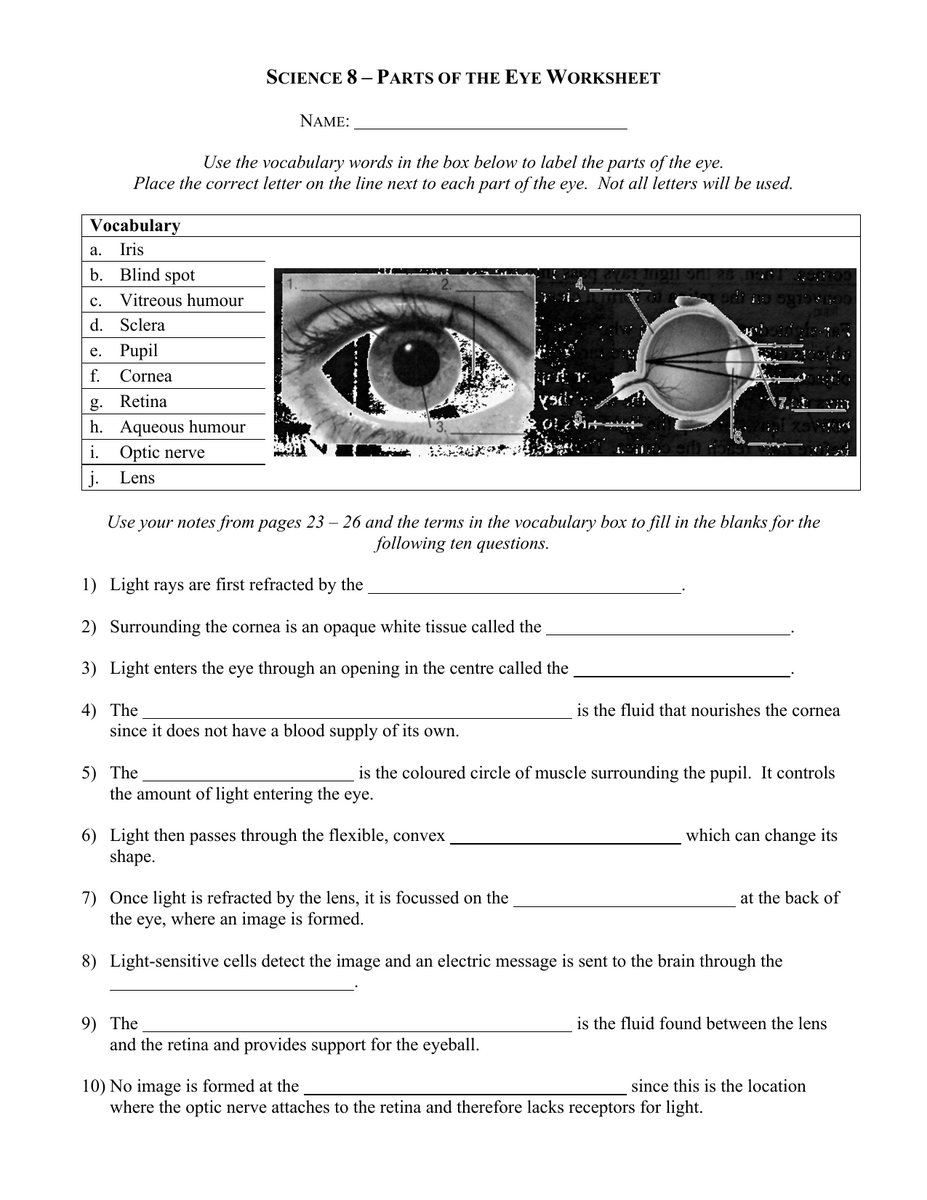 Parts Of The Eye Worksheet Science 8
