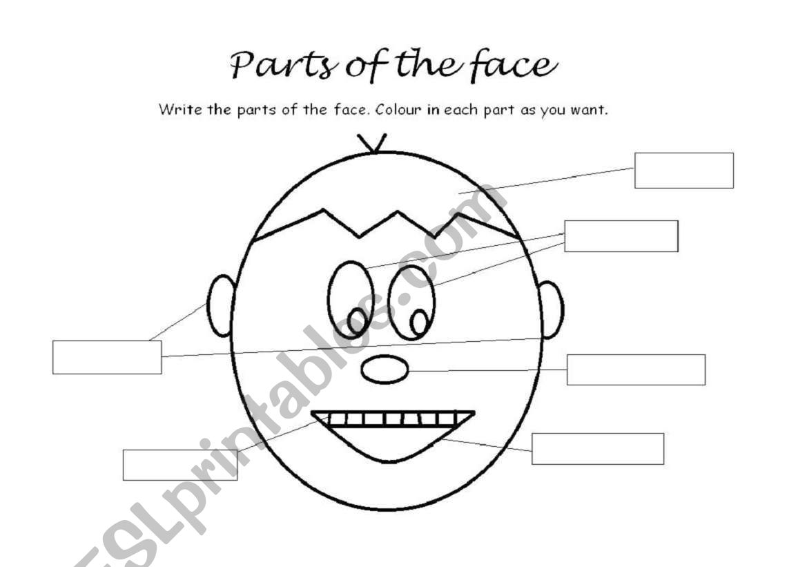 Parts Of The Face ESL Worksheet By Virgimb