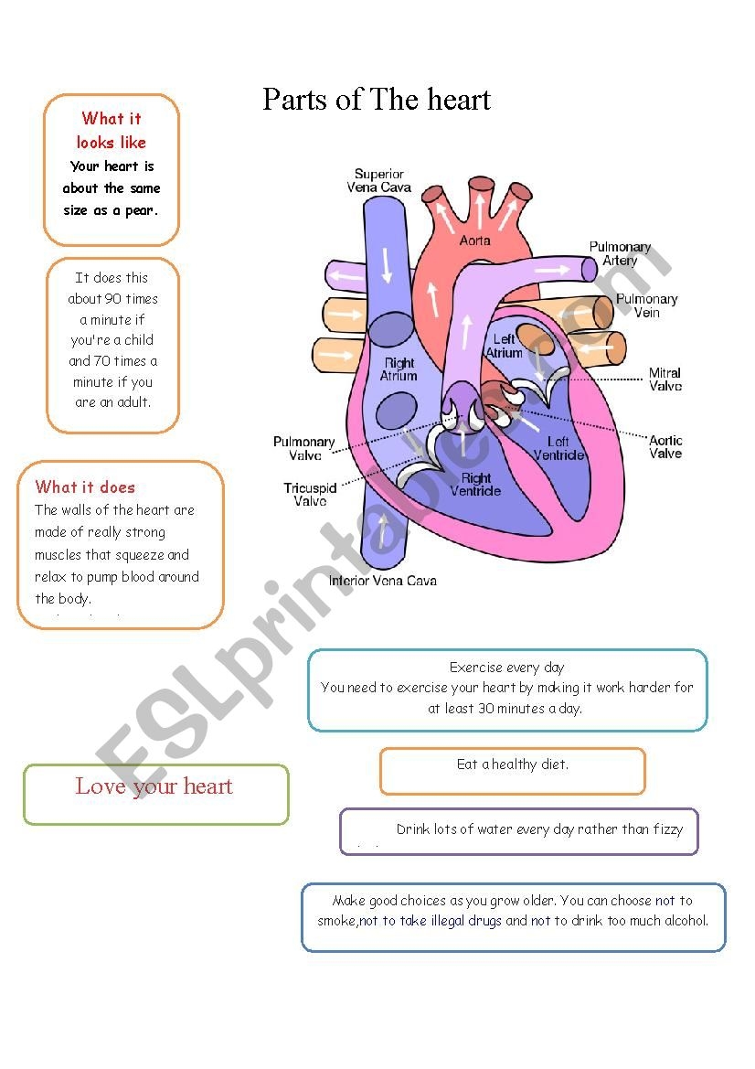 PARTS OF THE HEART ESL Worksheet By Lorymorei