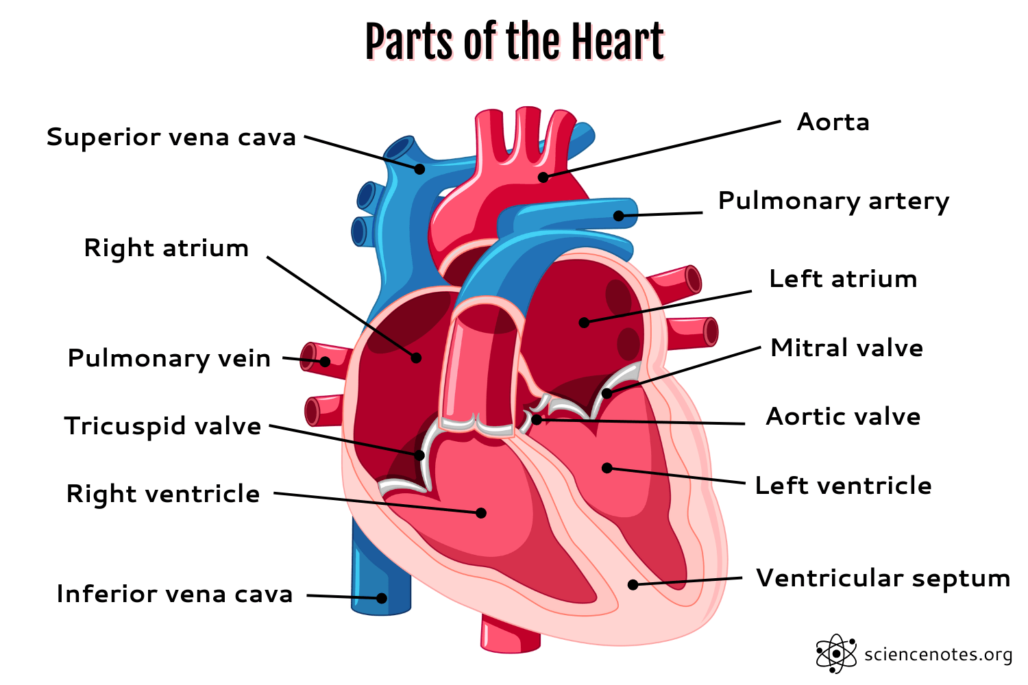 Heart Anatomy Worksheet For Middle School Science