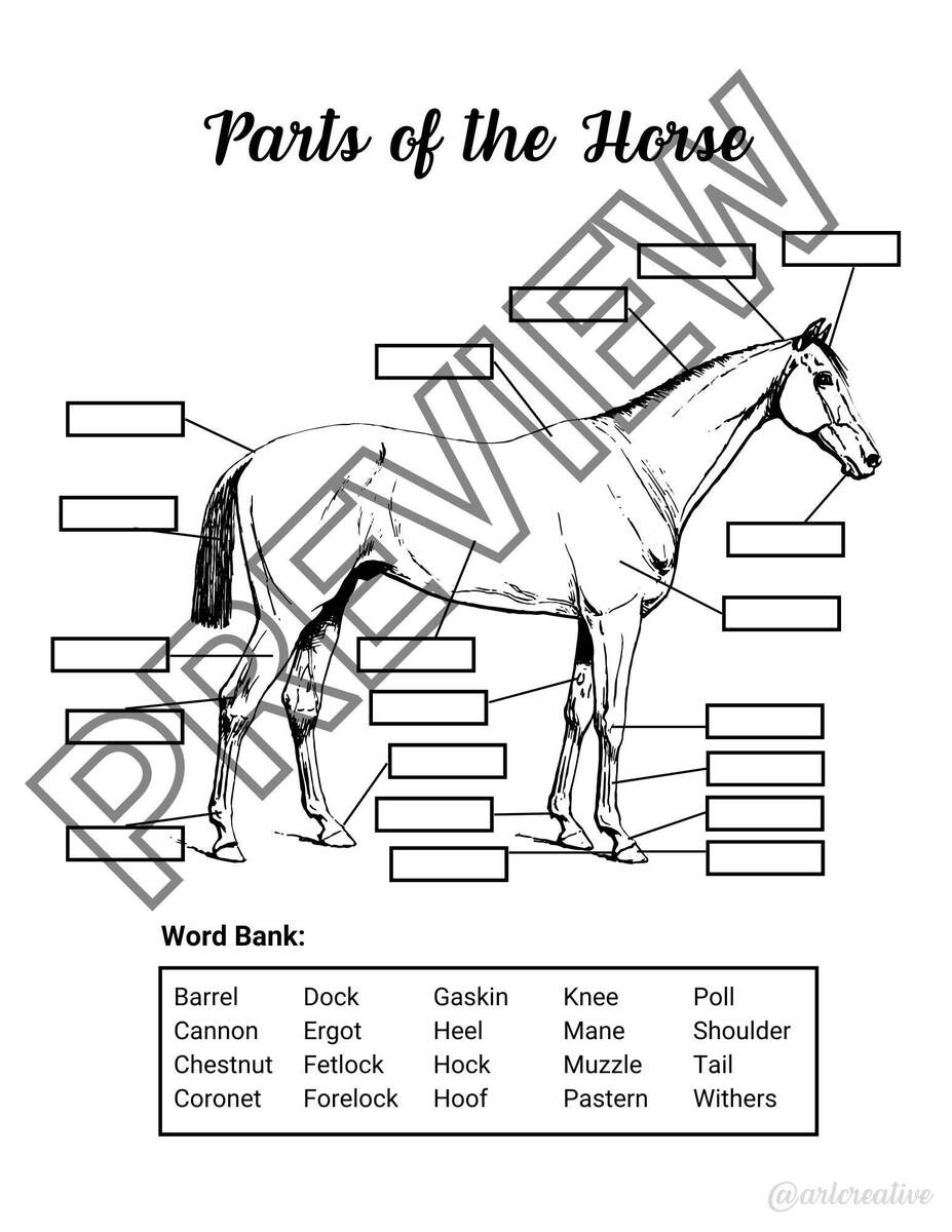 Parts Of The Horse Worksheet Etsy Canada