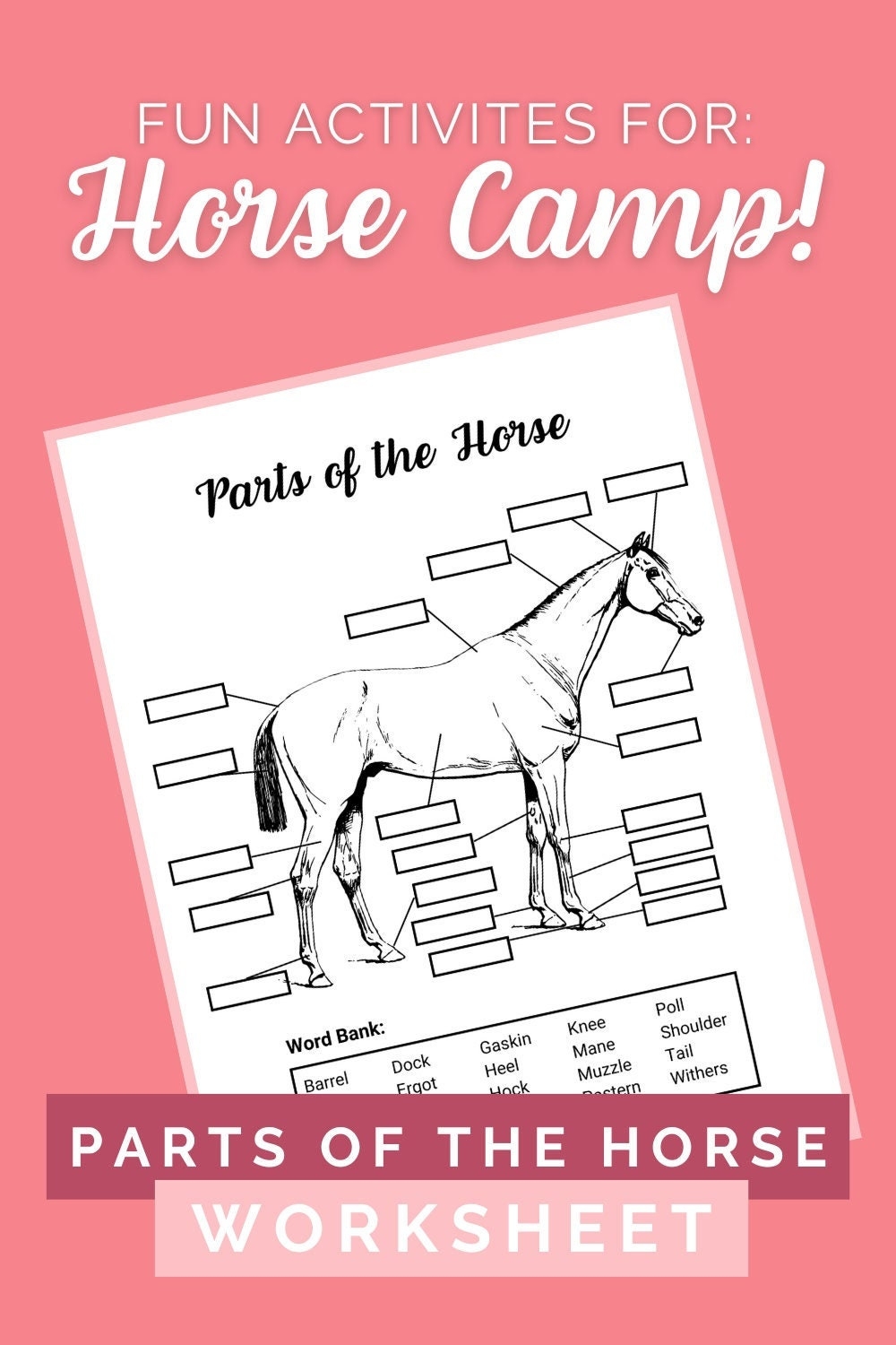 Parts Of The Horse Worksheet Etsy Canada
