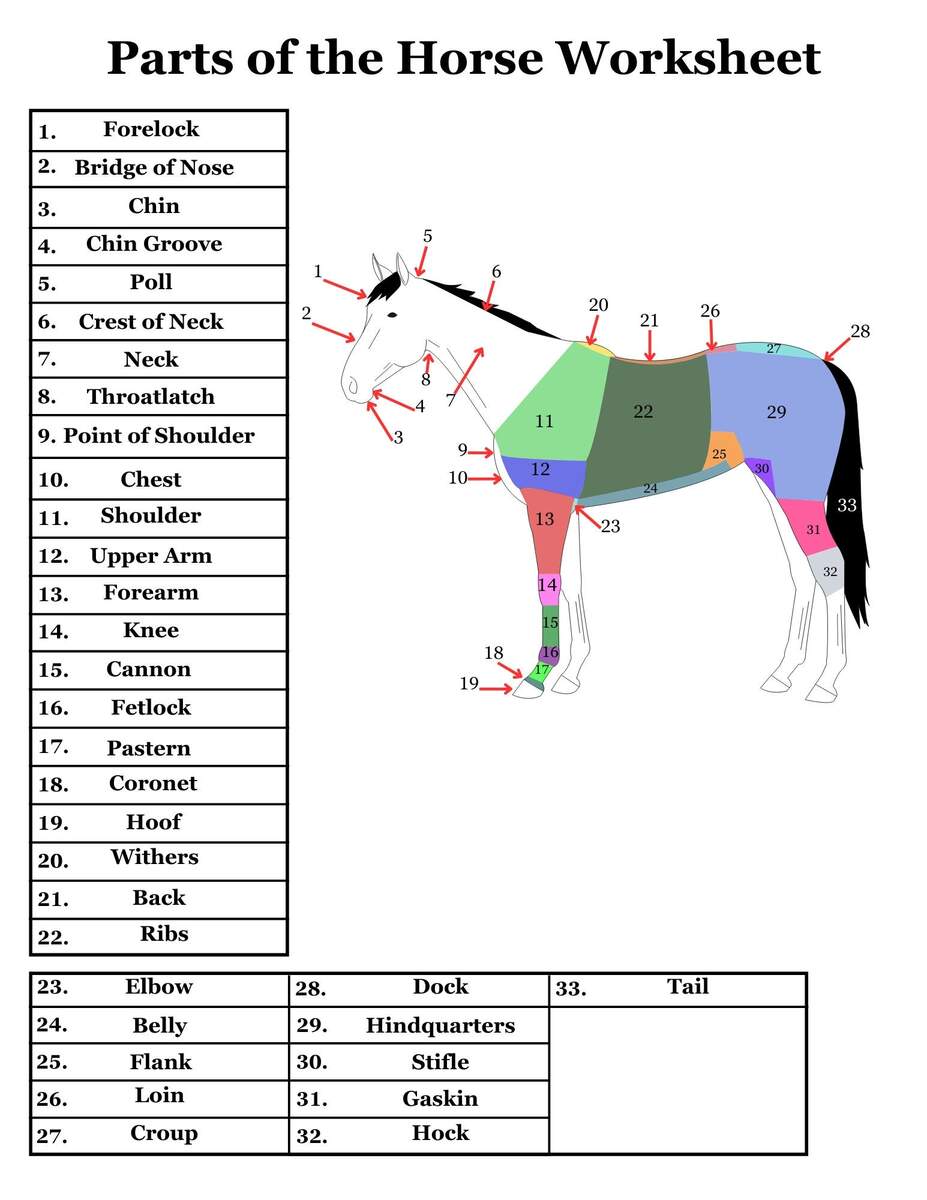 Parts Of The Horse Worksheet Etsy 13 Points Of The Horse Worksheet Free PDF At Worksheeto