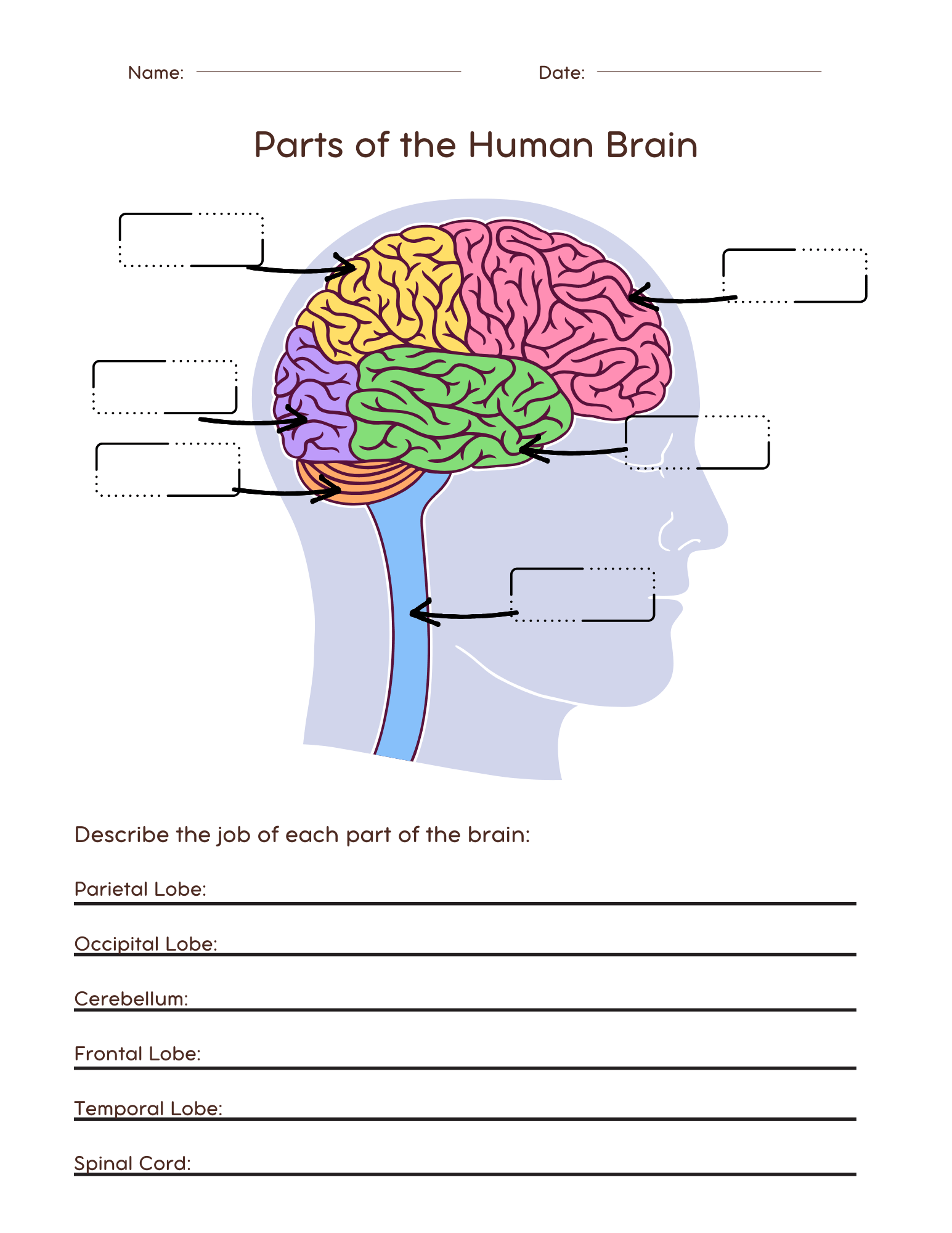 The Brain Anatomy Free Worksheet For Kids SKOOLGO