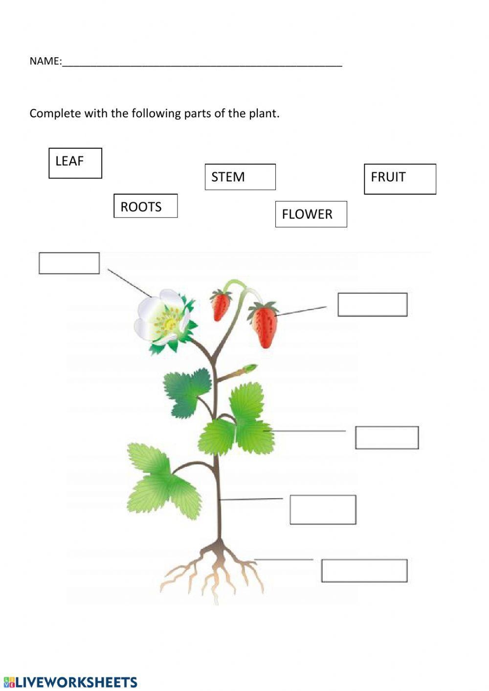 Grade 1 Parts Of A Flower Worksheets Printable
