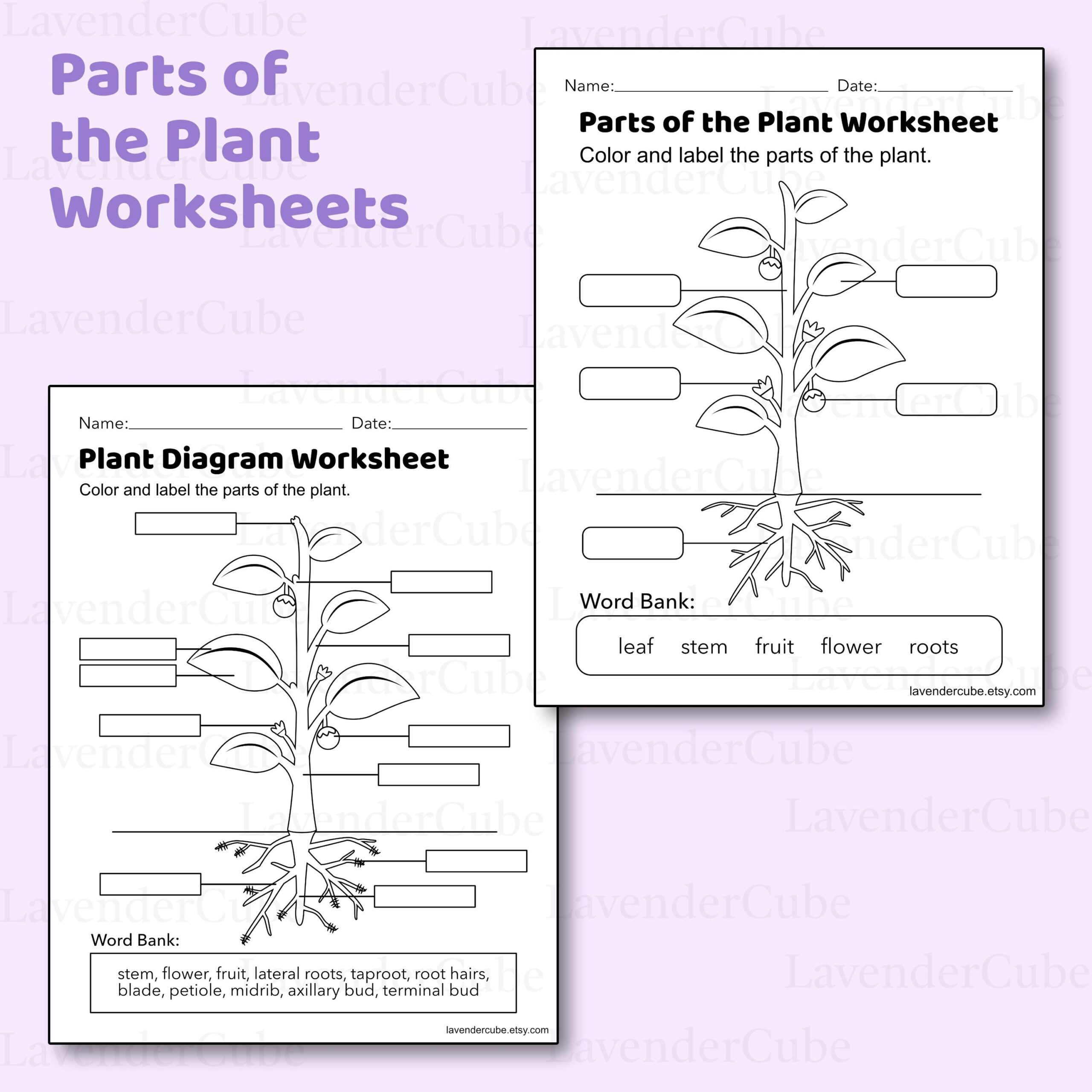 Parts Of The Plant Coloring Worksheet Plant Diagram Homeschool Teacher Biology Png Etsy