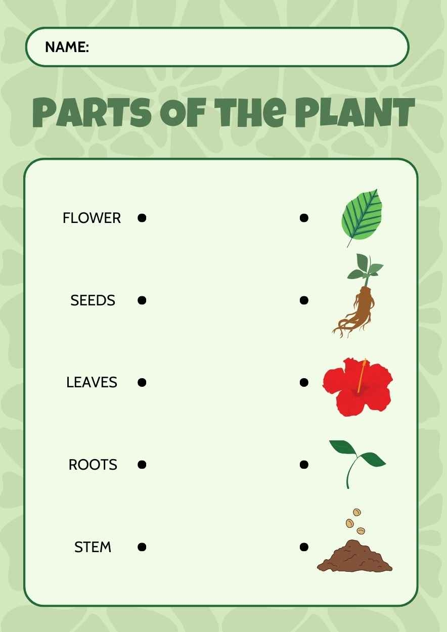 Parts Of The Plant Matching Type Free PPT Google Slides Template SlidesCarnival Parts Of The Plant Matching Type Free PPT Google Slides Template SlidesCarnival