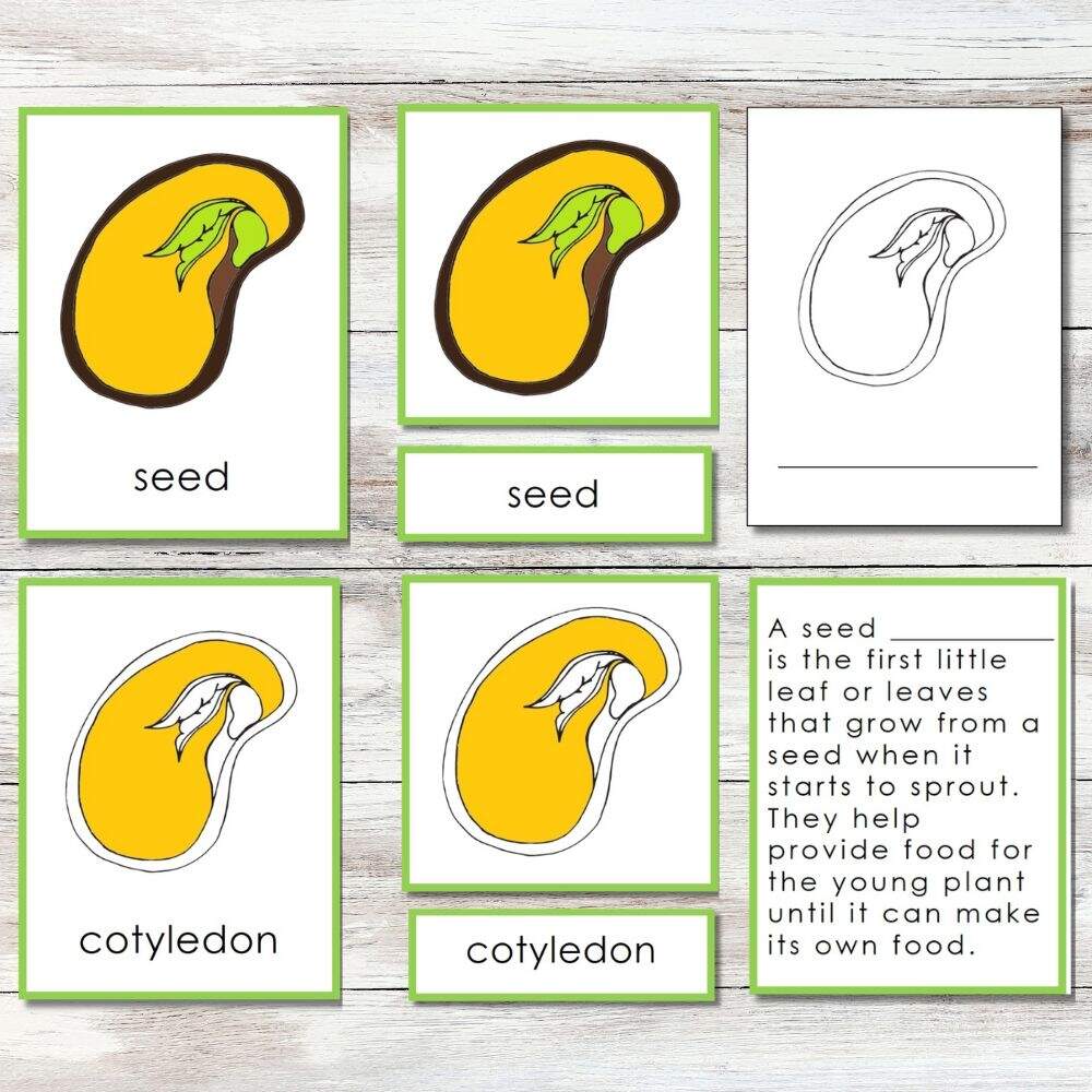 Free Part Of A Seed Worksheet Download Free Part Of A Seed Worksheet Png Images Free Worksheets On Clipart Library