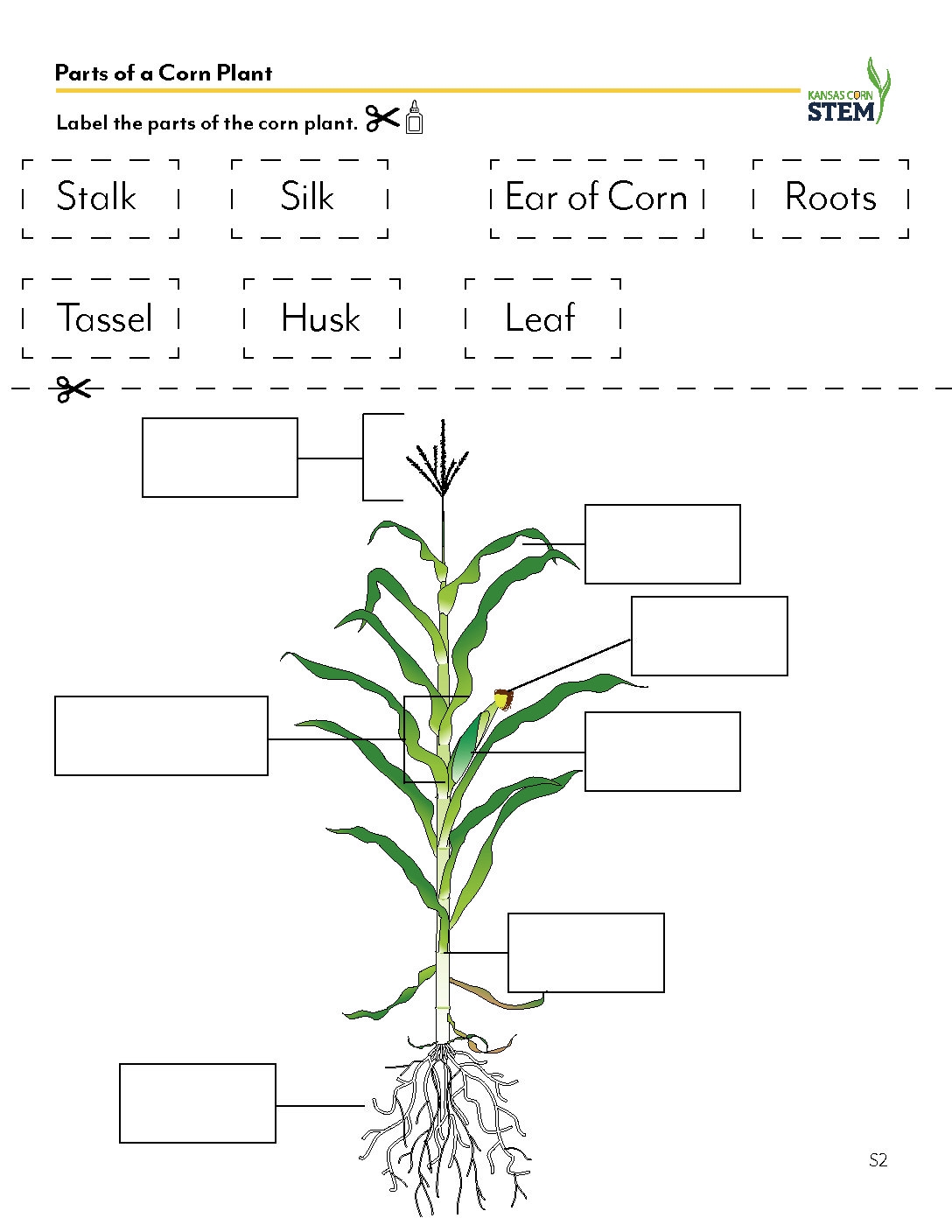 PartsOfACornPlant KS Corn