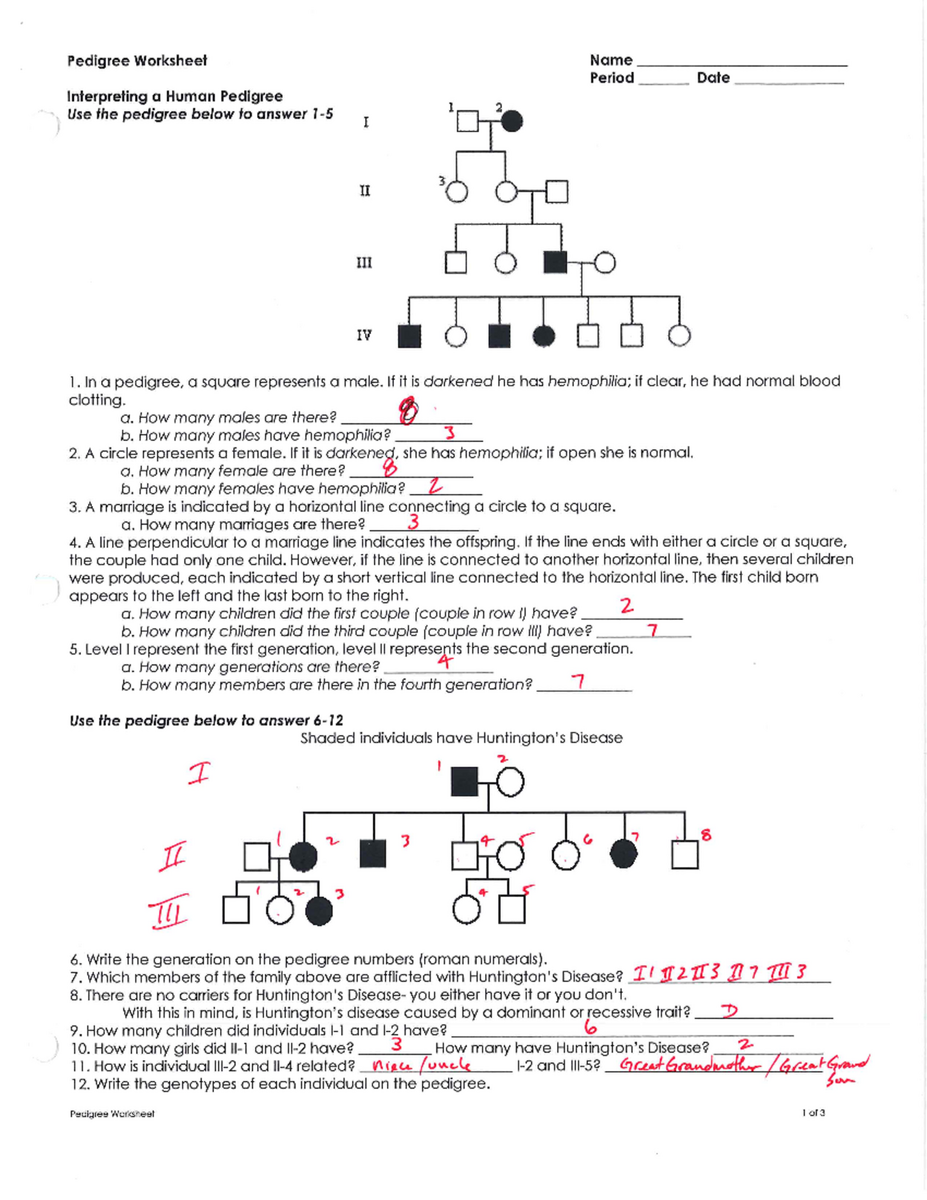 Pedigree Worksheet KEY Interpreting Human Genetics Analysis Studocu