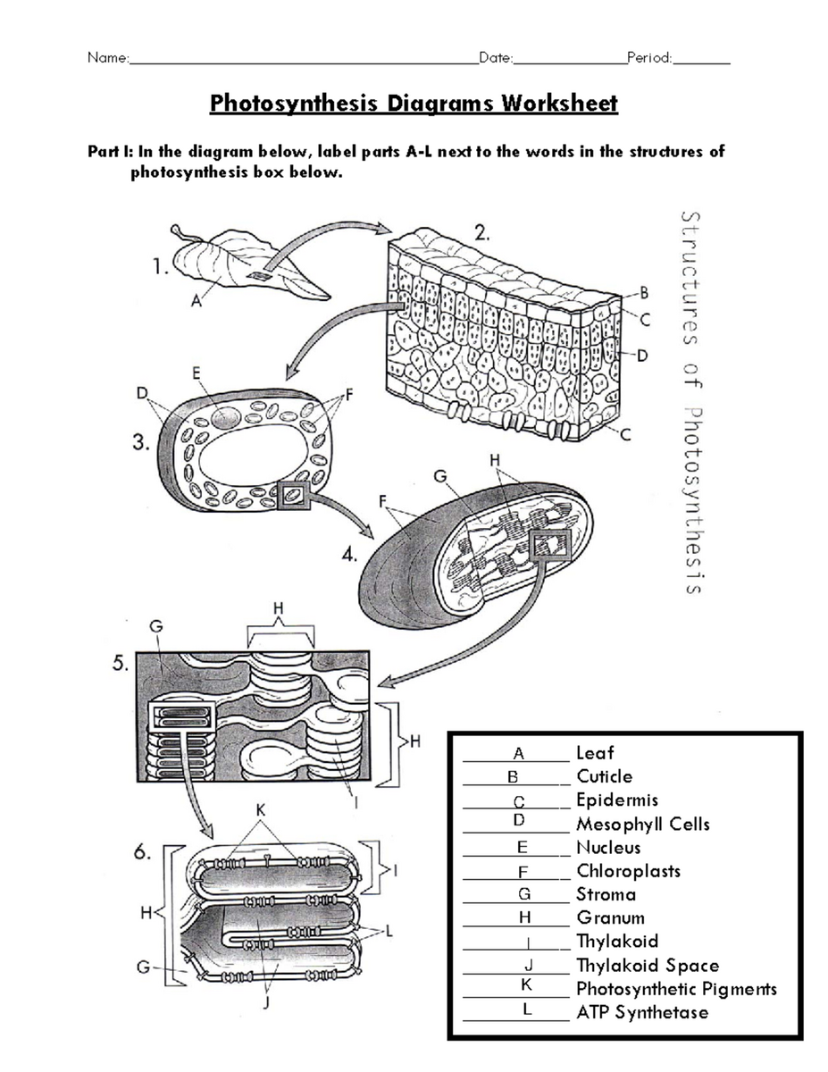 Photosynthesis Diagram Worksheet KEY For Biology 101 Studocu
