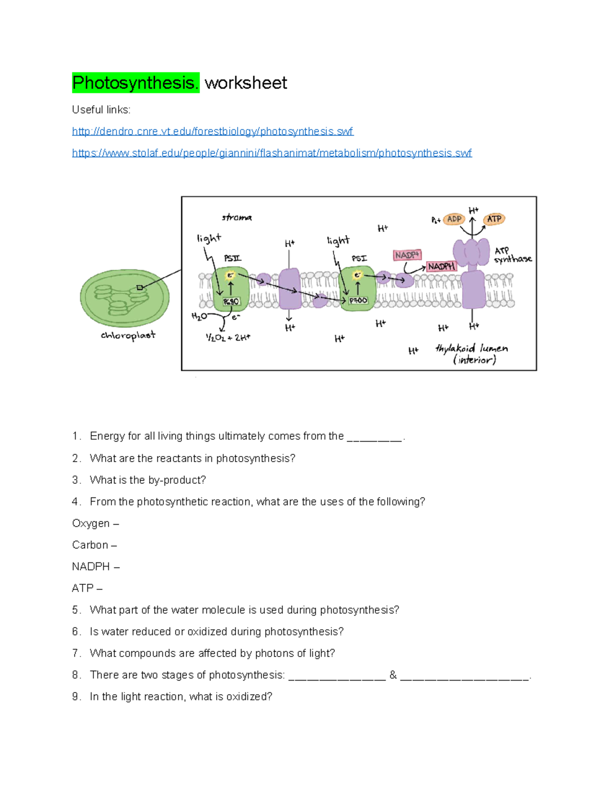 Photosynthesis Worksheet Key Concepts Questions Studocu
