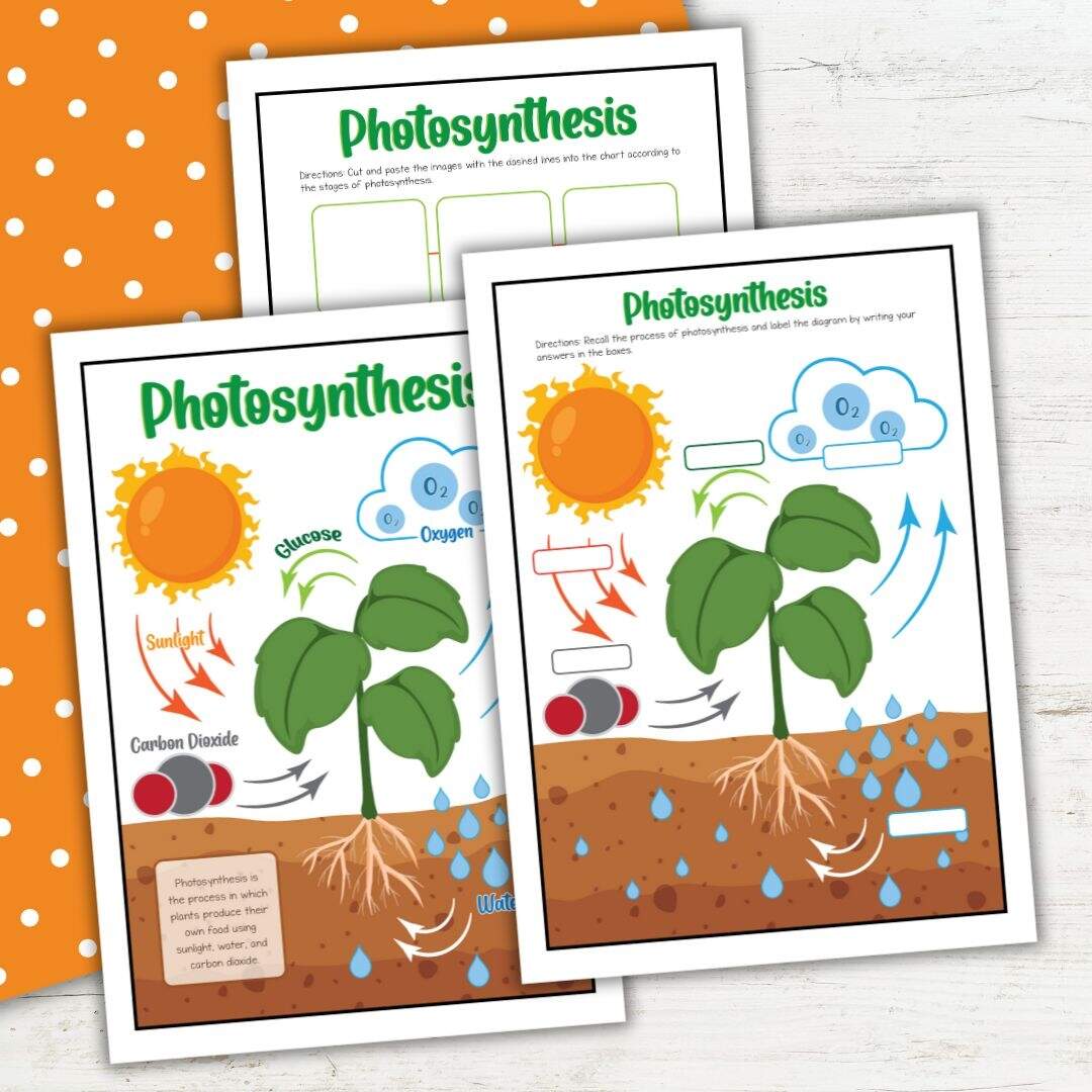 Photosynthesis Worksheets For 2nd Grade Science Fun