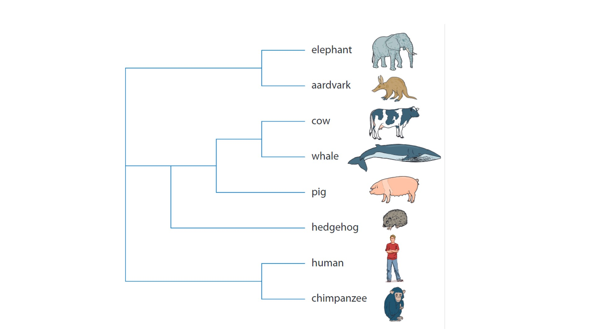 Phylogeny Practice Problems Test Your Skills With Real Questions Practice Phylogenetic Trees 1 1 Worksheets Library