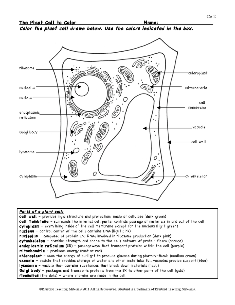 Plant Cell Coloring Labeling Guide Answer Key 7TH GHG Studocu