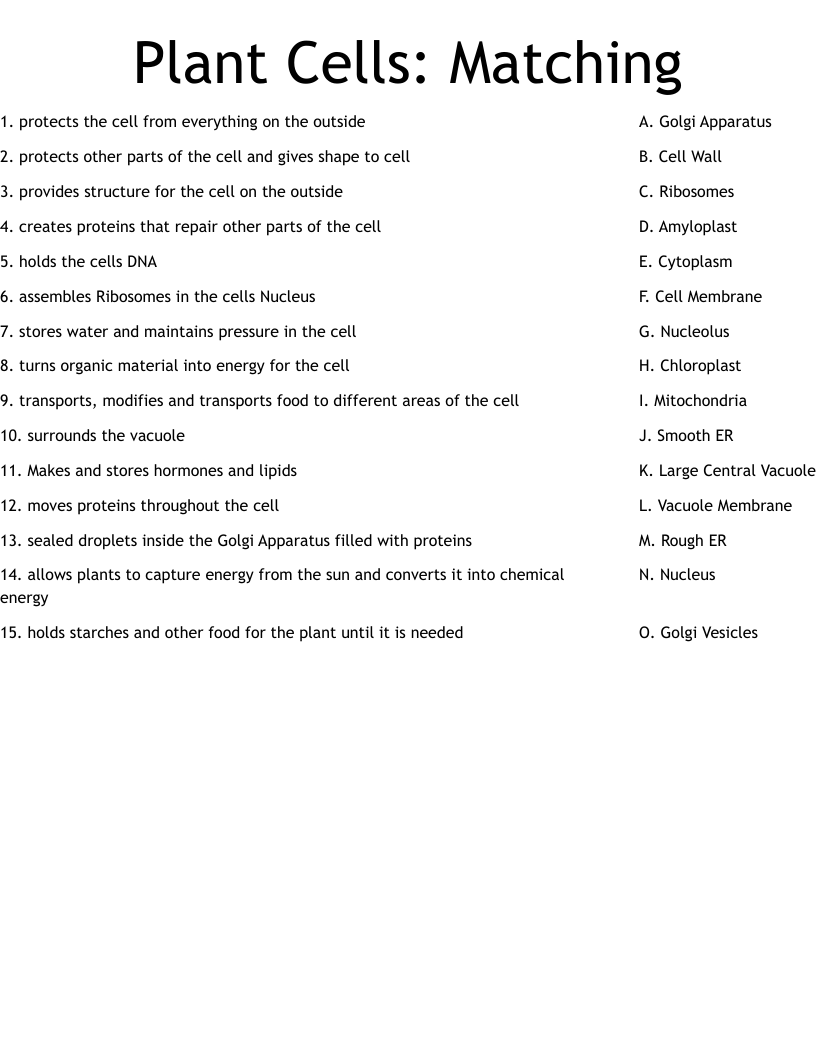 Cell Structure Processes Worksheet Biology Practice