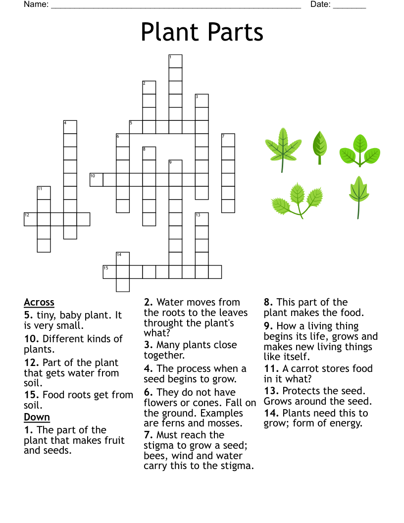 Plant Classification Worksheet WordMint