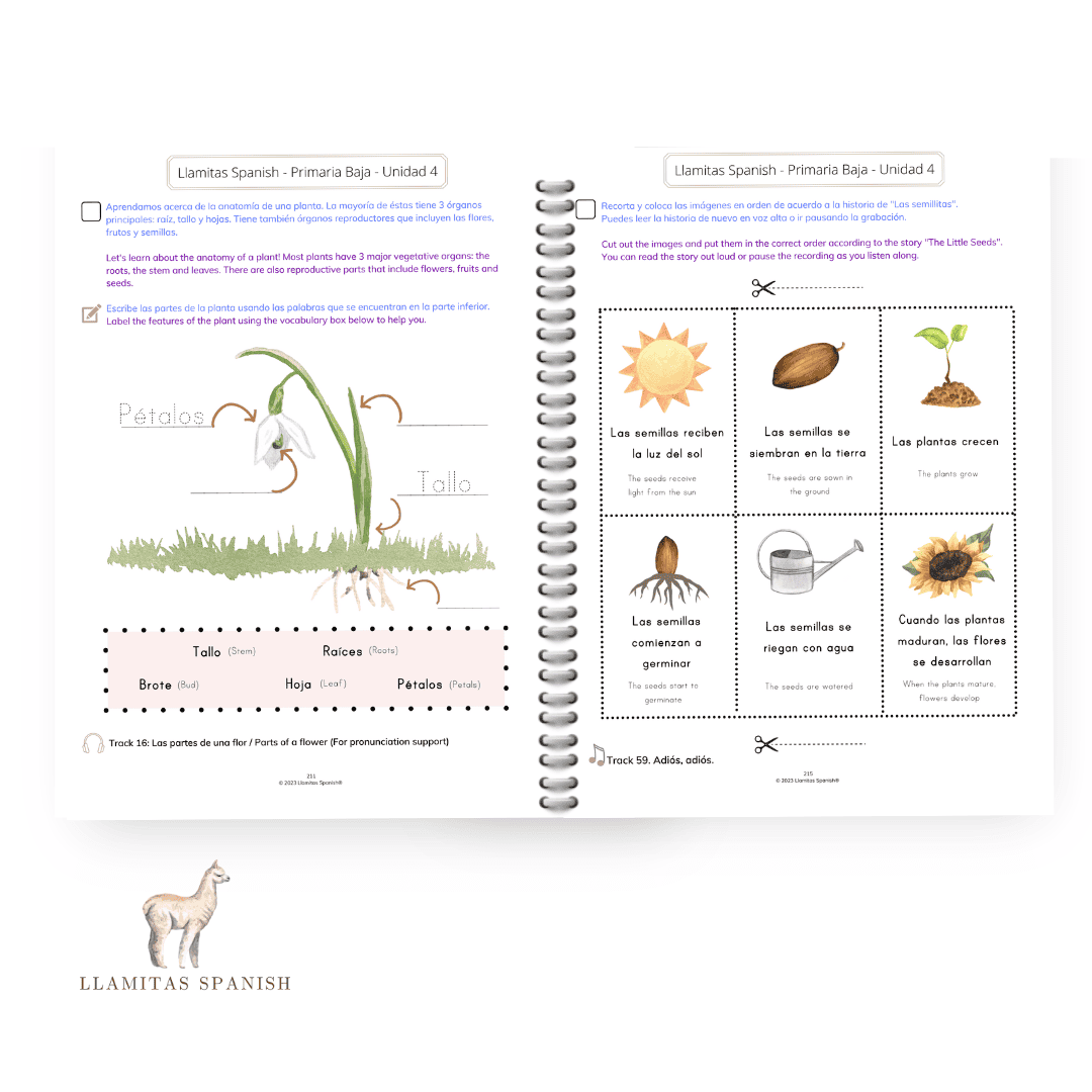 Plant Life Cycle Spanish Lesson Llamitas Spanish