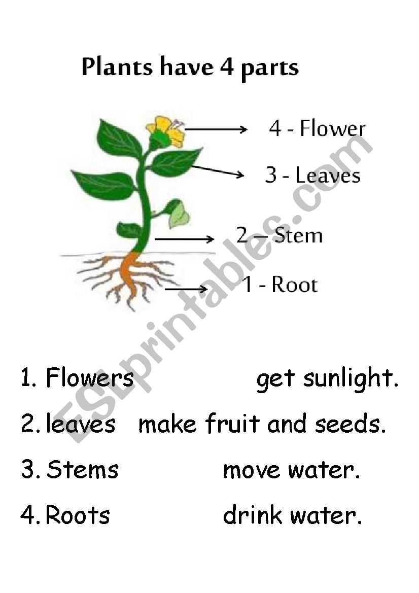 Plant Parts And Function ESL Worksheet By TREANDVICKY Plant Parts And Function ESL Worksheet By TREANDVICKY
