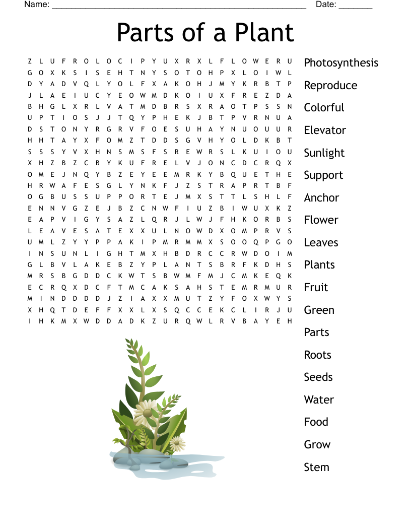 Plant Parts And Functions Crossword WordMint