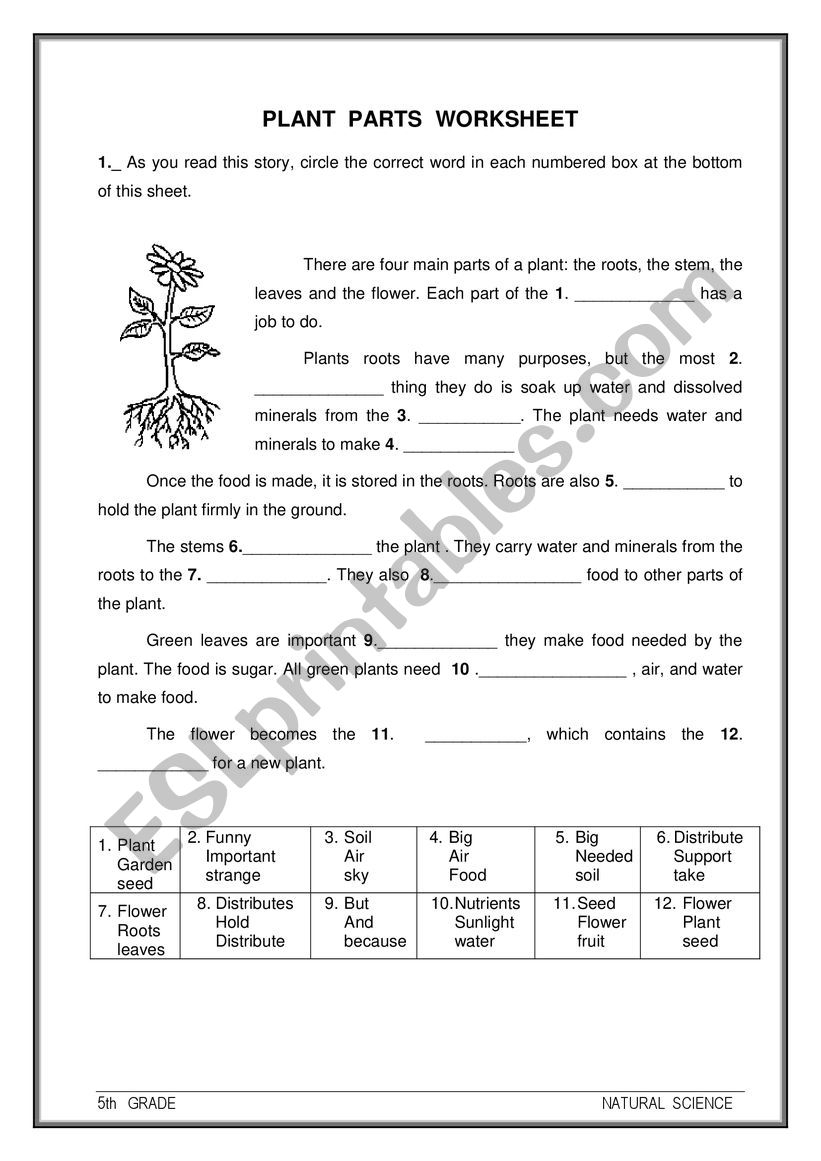 Plant Parts ESL Worksheet By Ealcahud