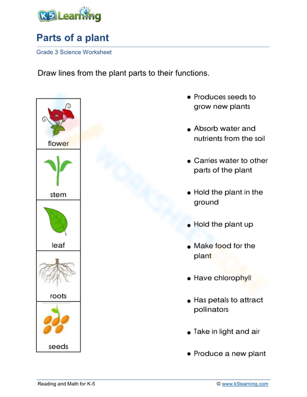 Plant Parts Their Functions 2 Worksheet
